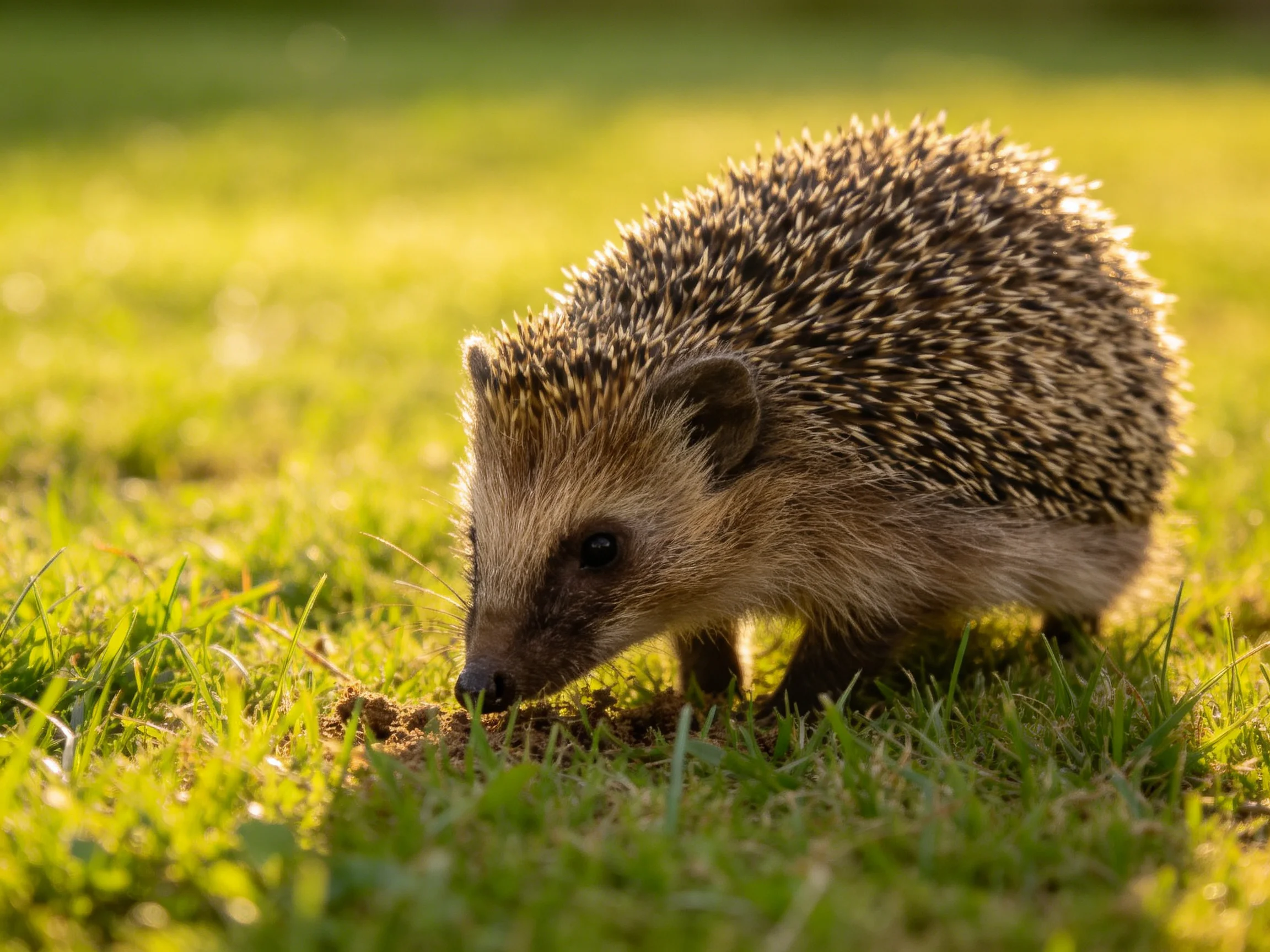 A small brown-spiked hedgehog forages in sunlit green grass