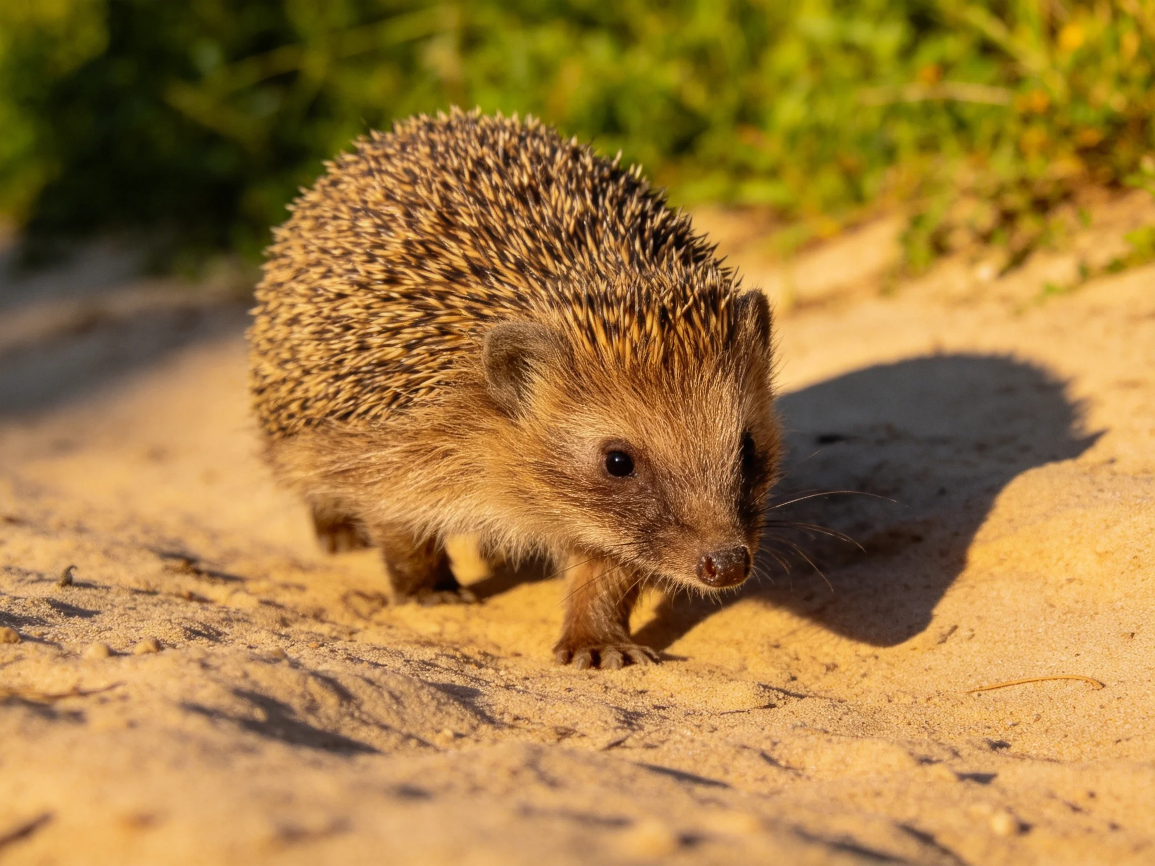 A small brown-spiked hedgehog on golden sand with green foliage nearby