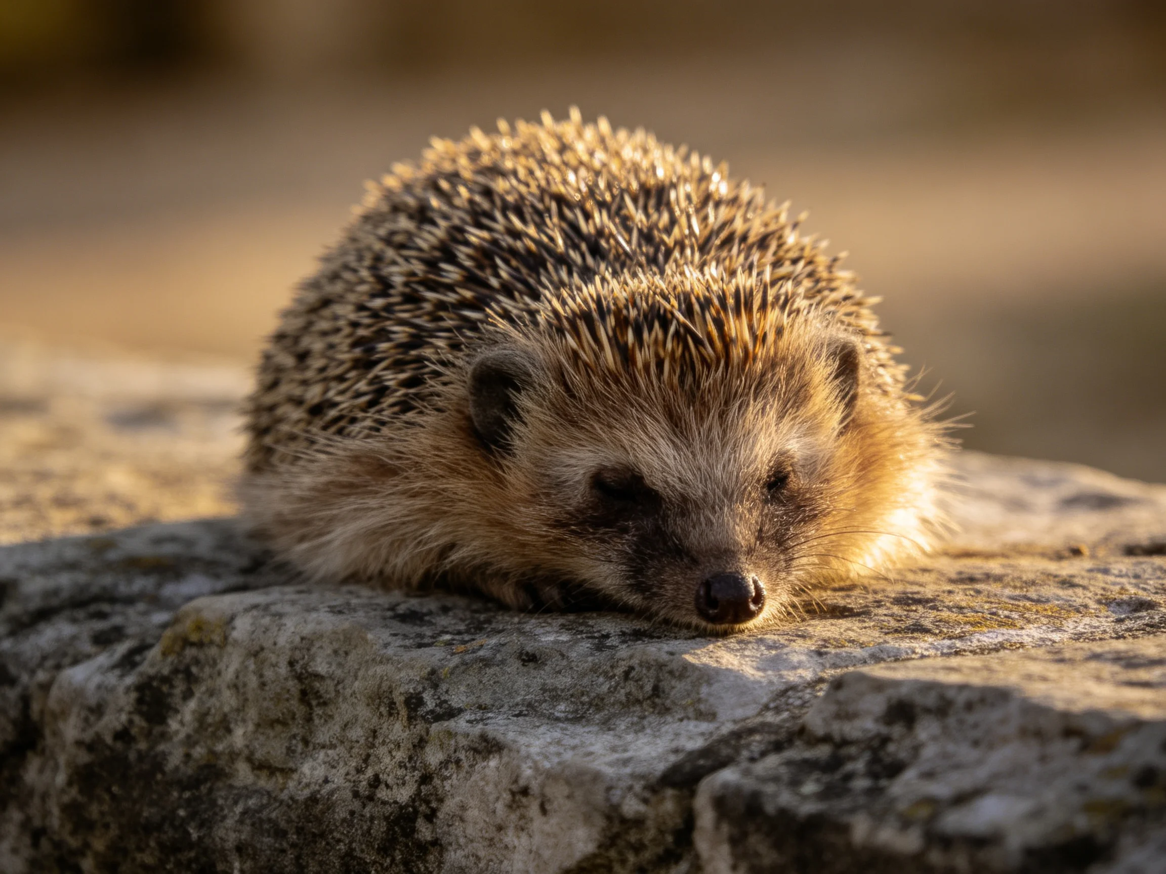 A small brown-spiked hedgehog rests on a weathered gray rock