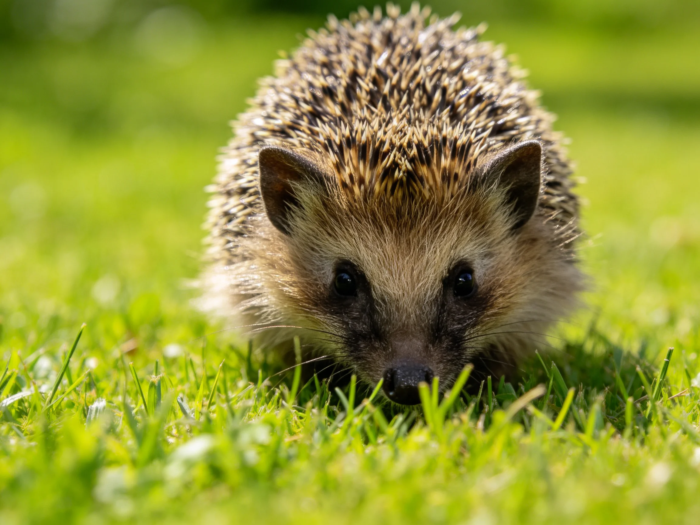 A small brown-spined hedgehog forages among lush green grass.