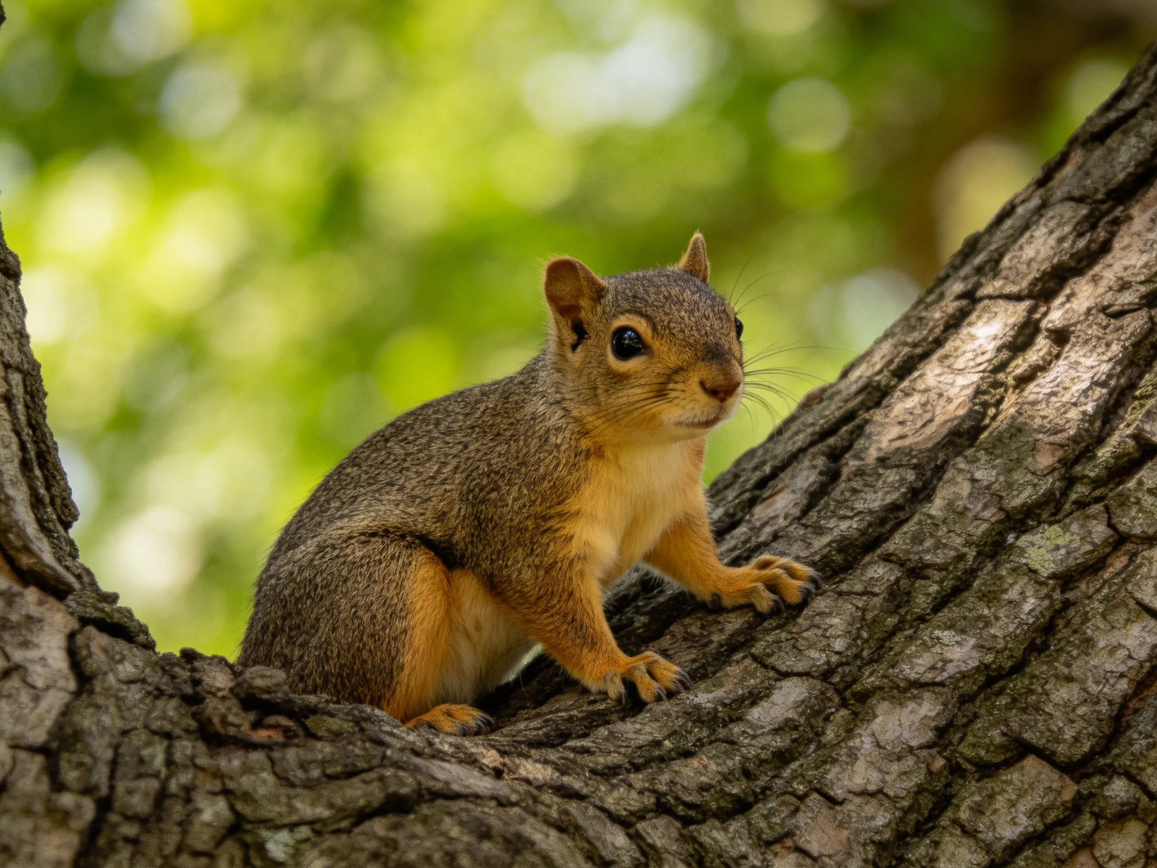 A small brown squirrel rests on a textured tree trunk amid green foliage.