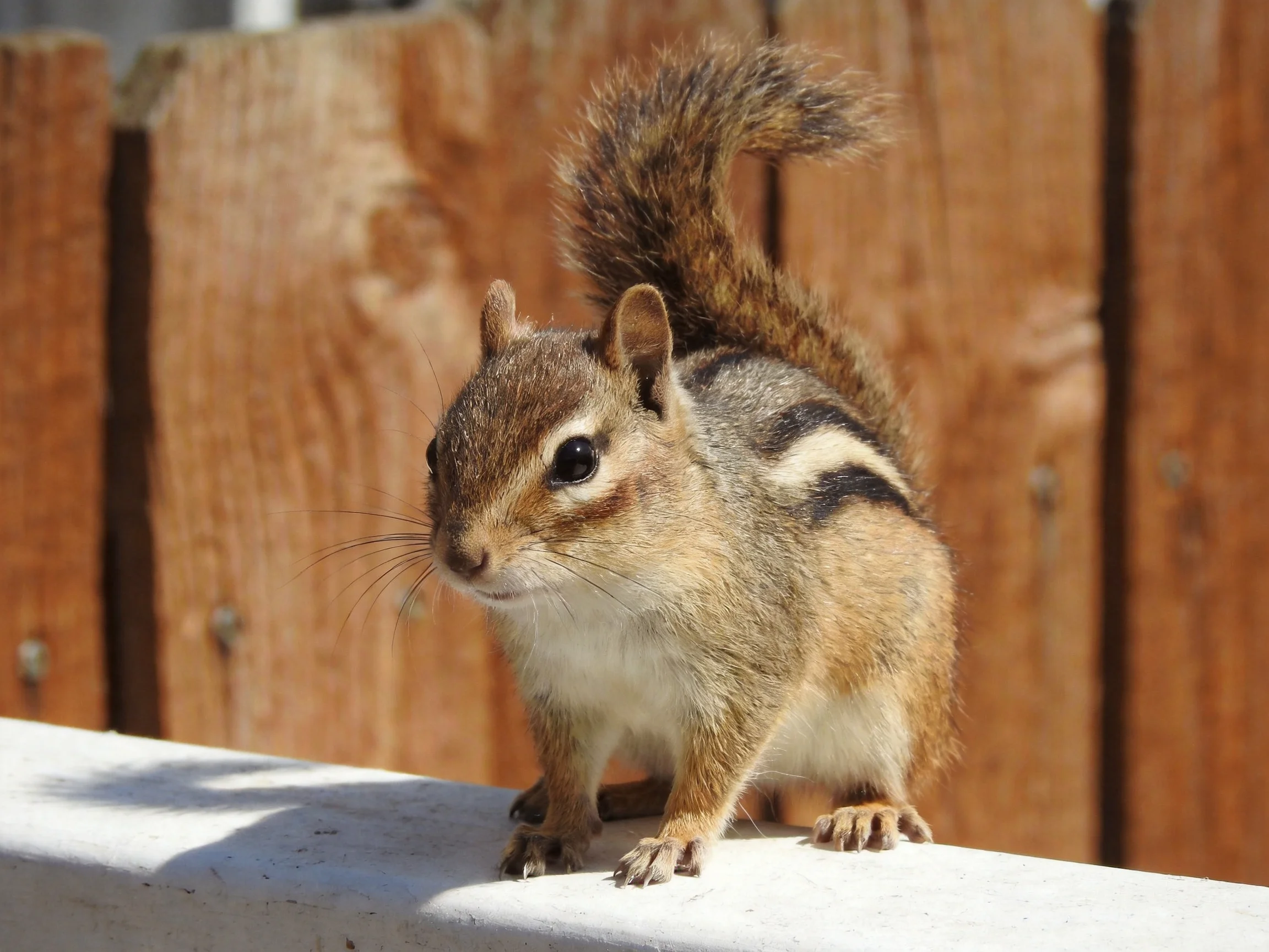 A small brown squirrel perches on a white ledge near a wooden fence