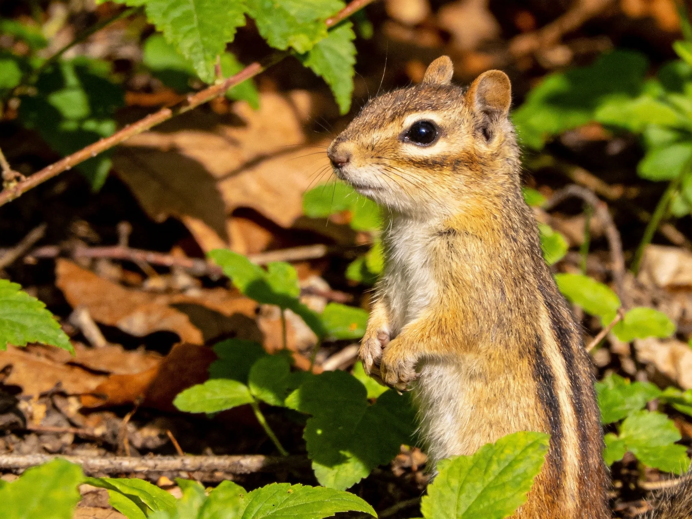 A small chipmunk stands among vibrant green and brown foliage