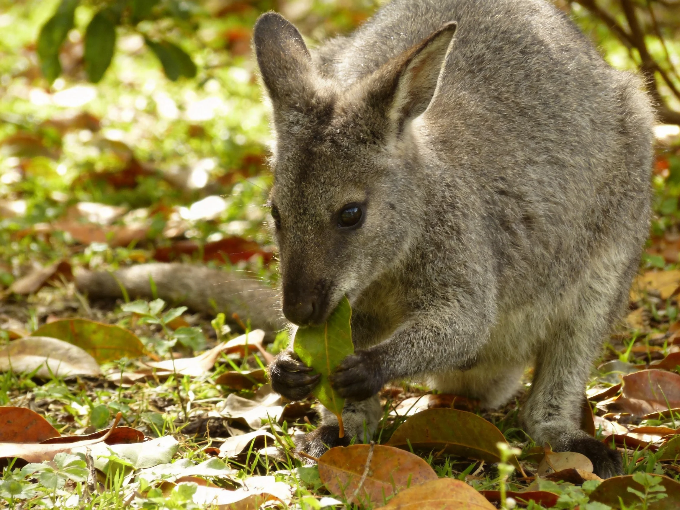 A small gray wallaby feeds on leaves in a leaf - strewn natural setting.
