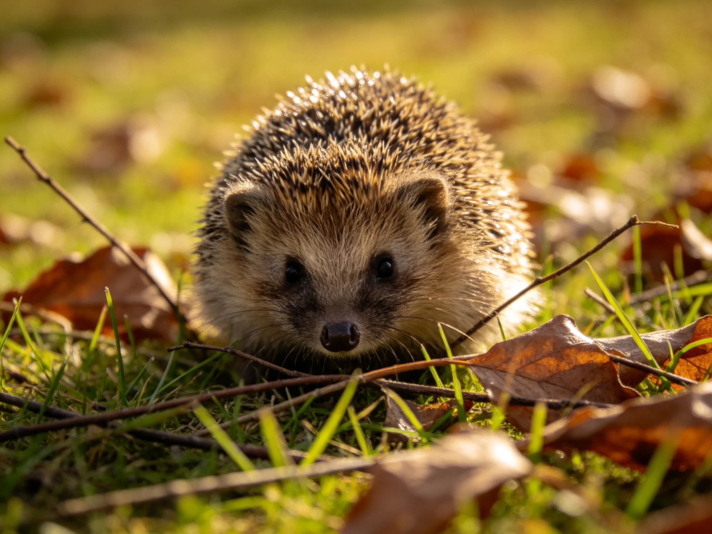 A small hedgehog explores an autumnal grassy area with fallen leaves