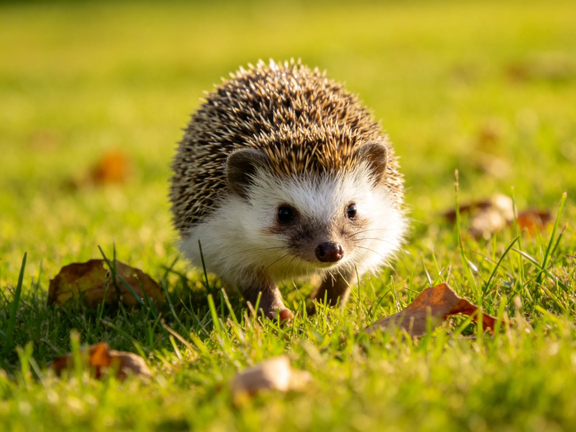 A hedgehog with brown spines wanders through a sunlit grassy field