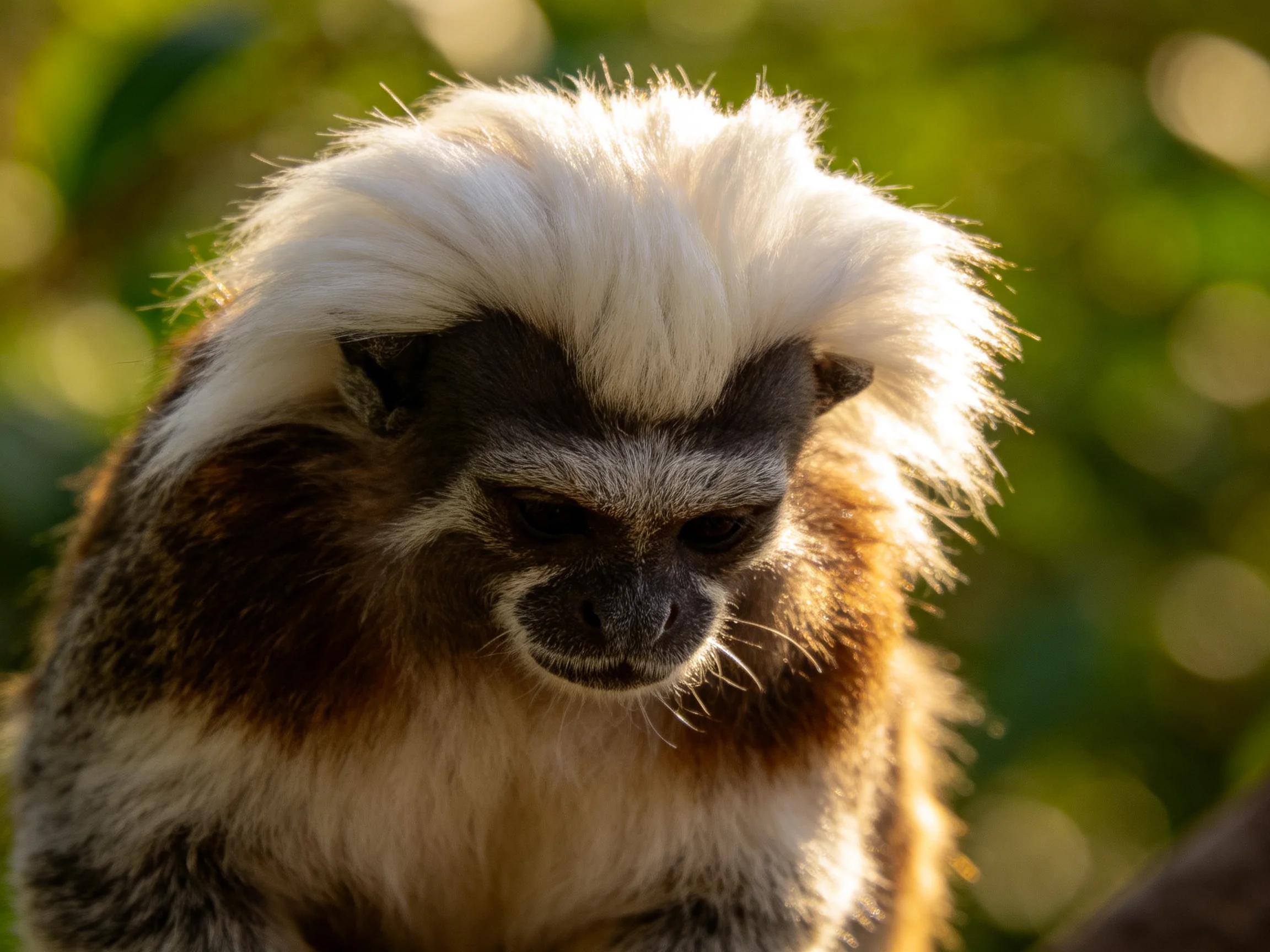 A small monkey with white and brown fur in natural light