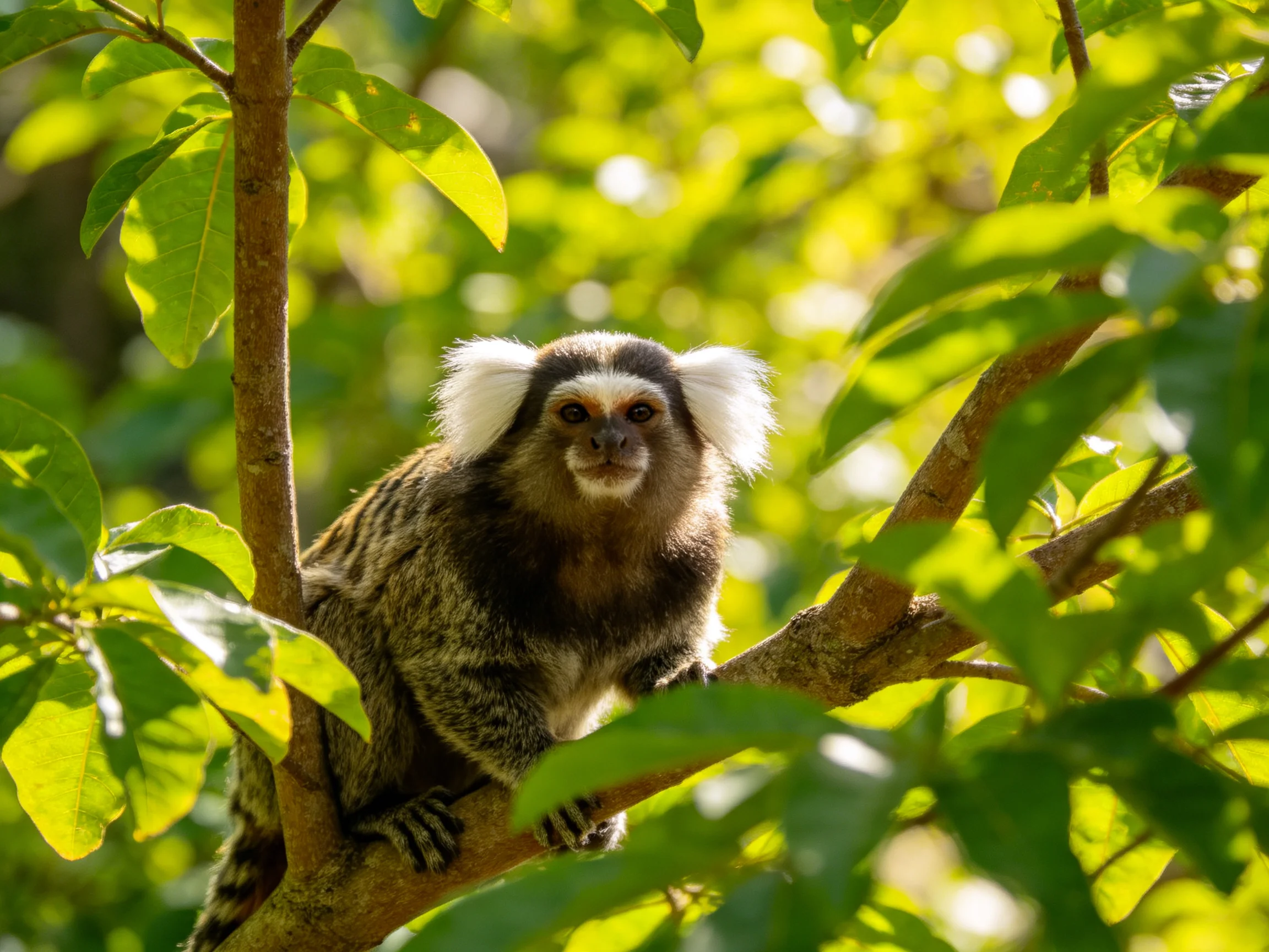 A small monkey with white ear tufts sits among green leaves on a tree branch.