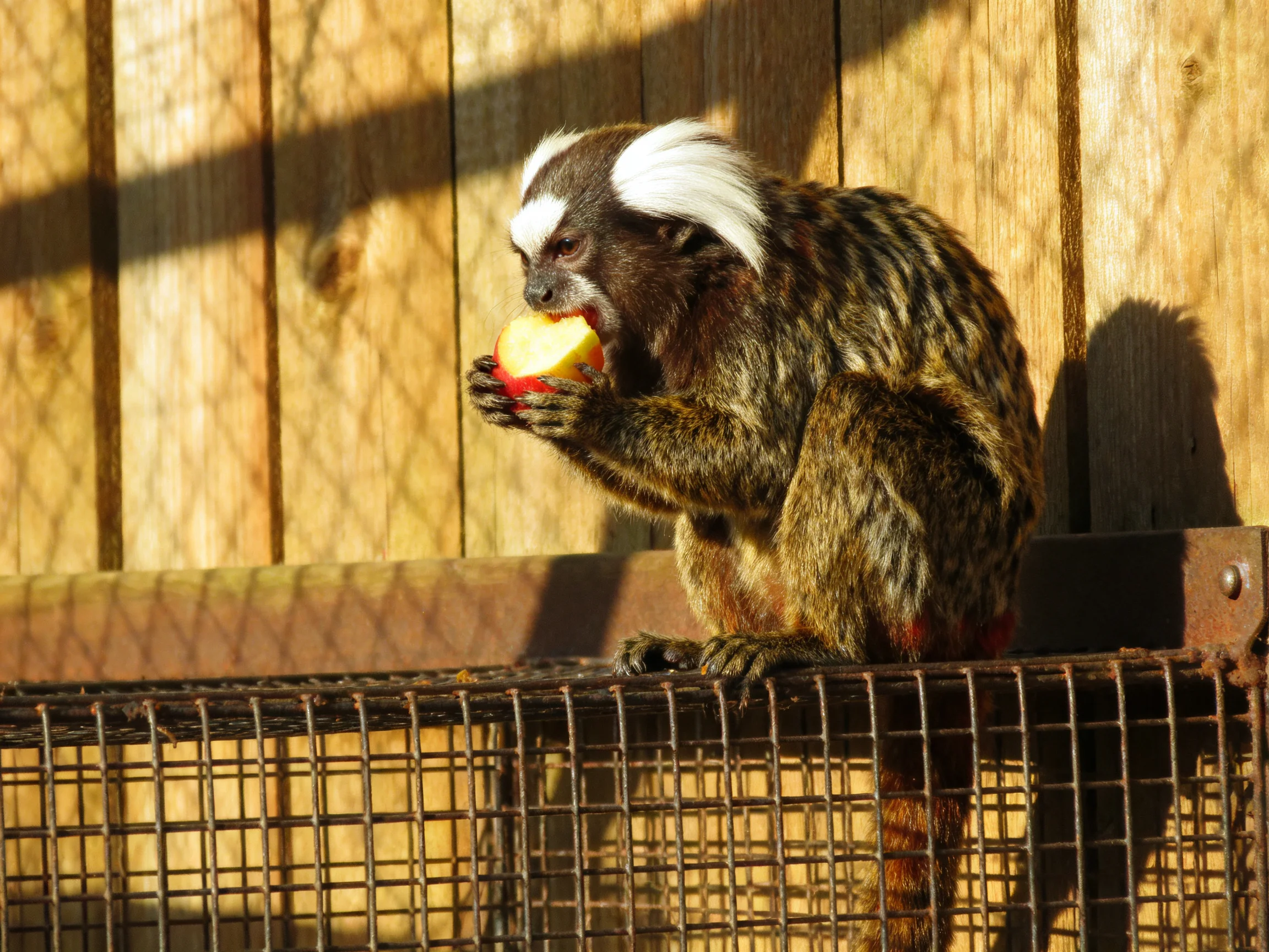 A small monkey with white fur eats a red-and-yellow apple by a wooden fence