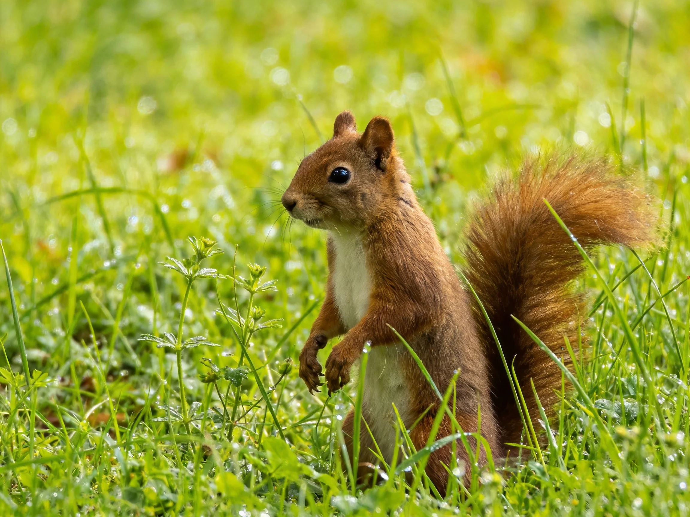 A small reddish-brown squirrel stands in a sunlit grassy meadow
