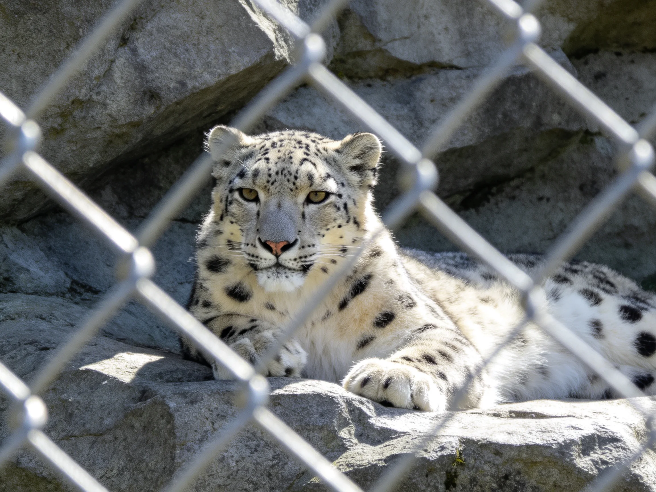 A snow leopard rests on rocky terrain behind a chain-link fence