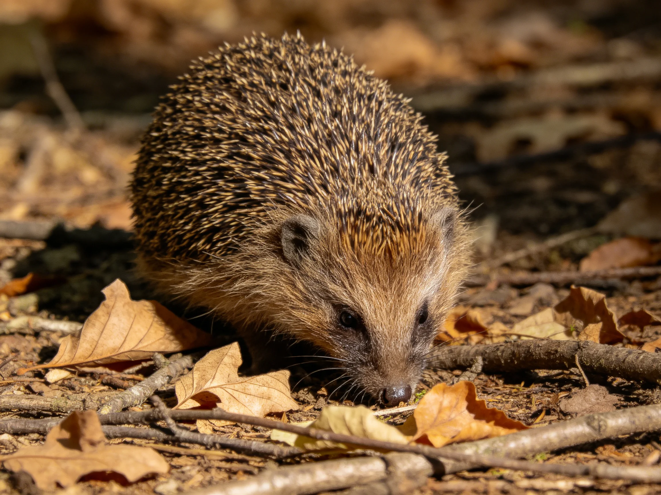 A spiky brown hedgehog searches through dry autumn leaves.
