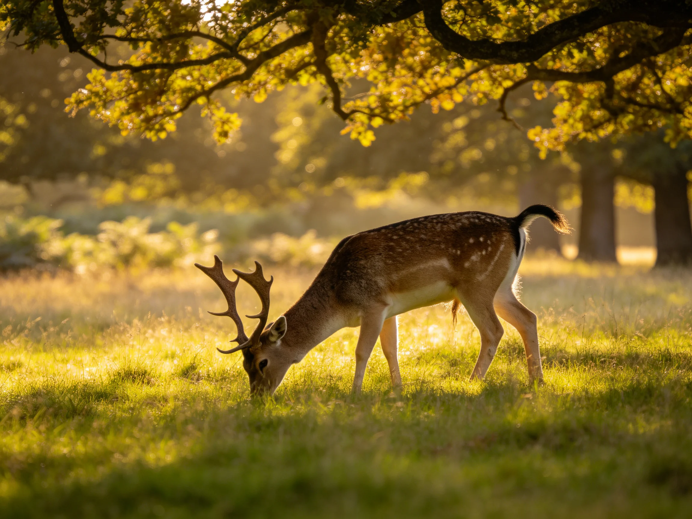 A spotted deer feeds on grass in a sunlit forest clearing.