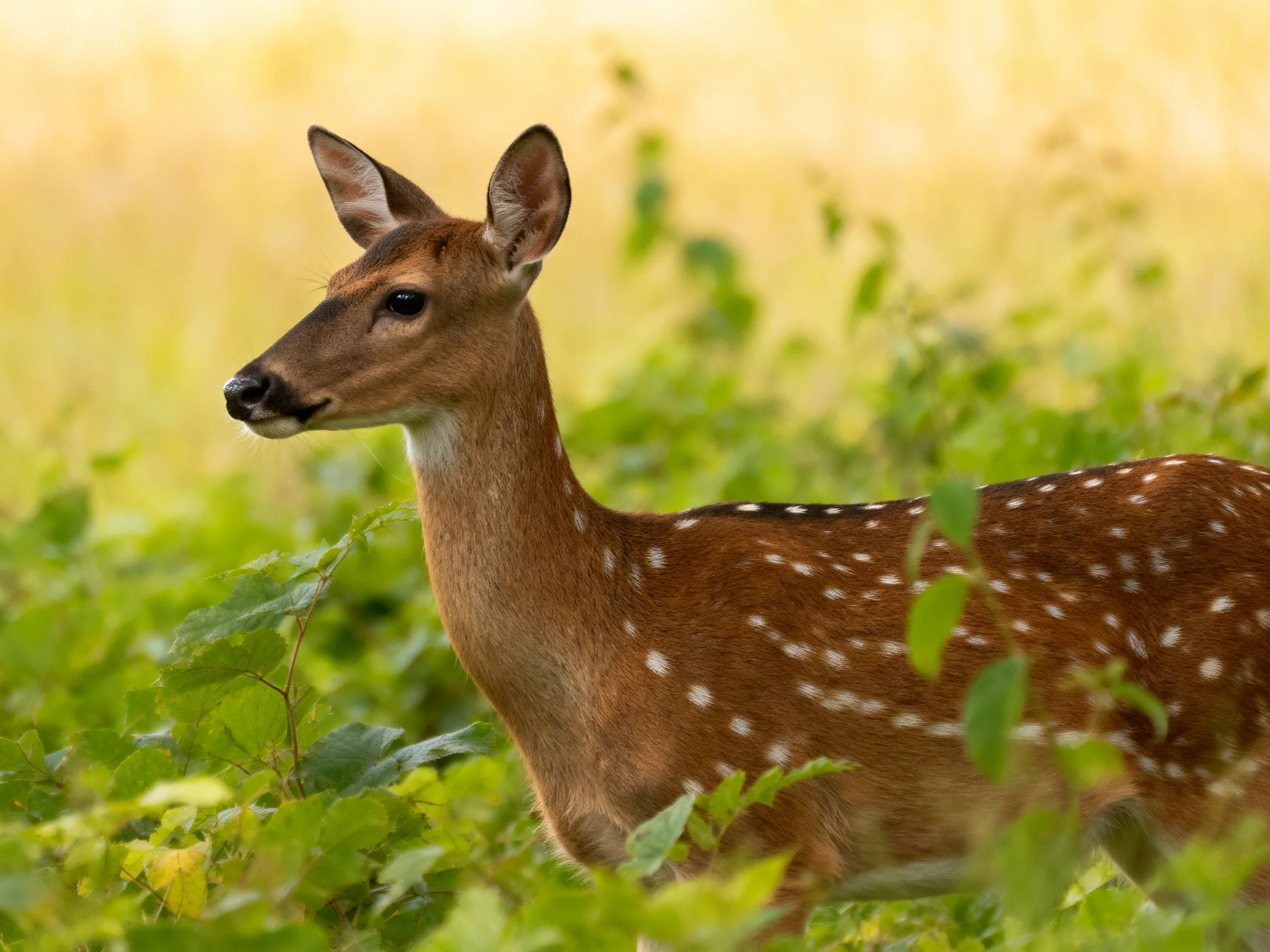 A young deer with white spots is surrounded by dense greenery in a sunlit area.