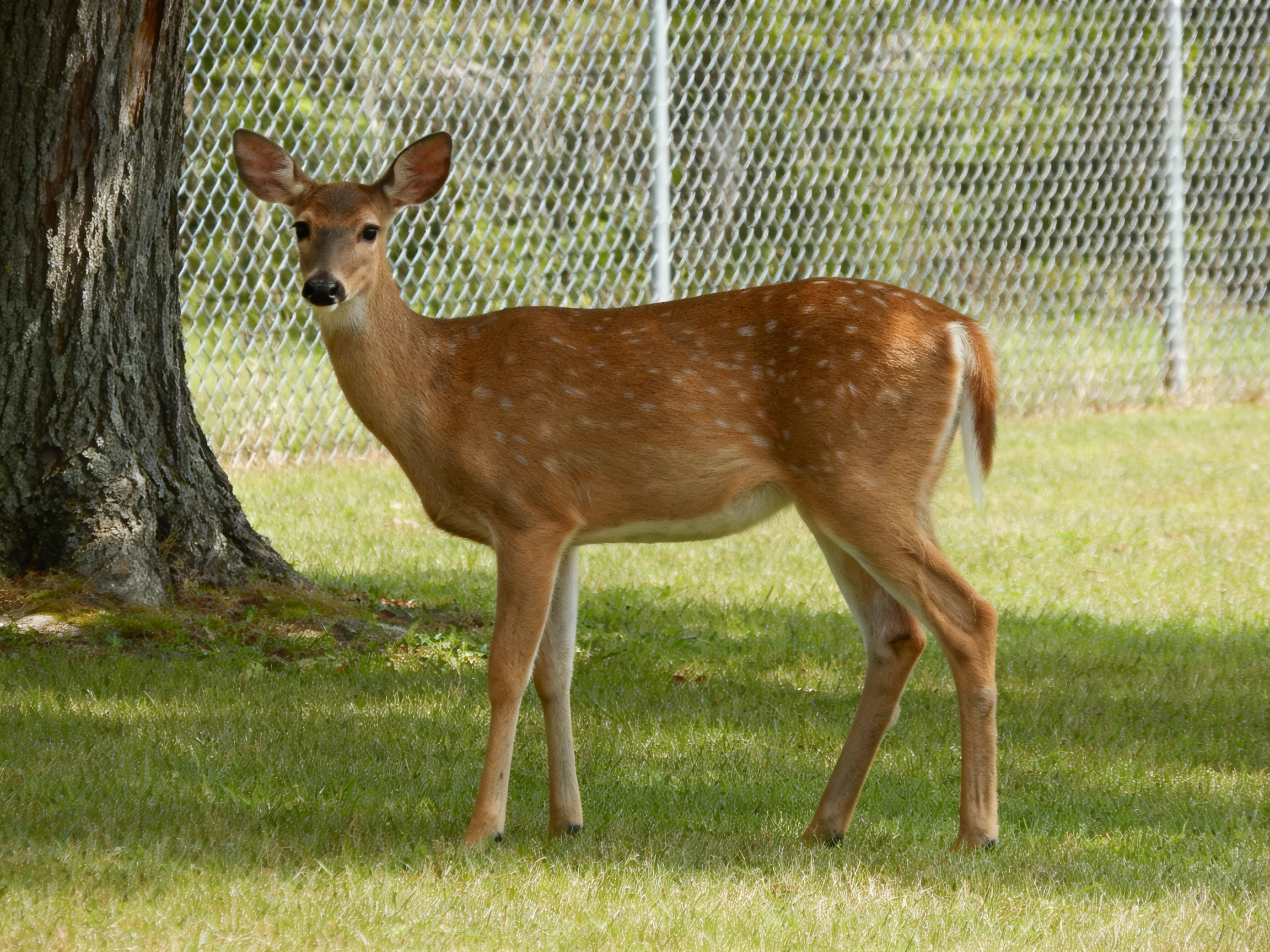 A spotted deer stands on grass near a tree and fence