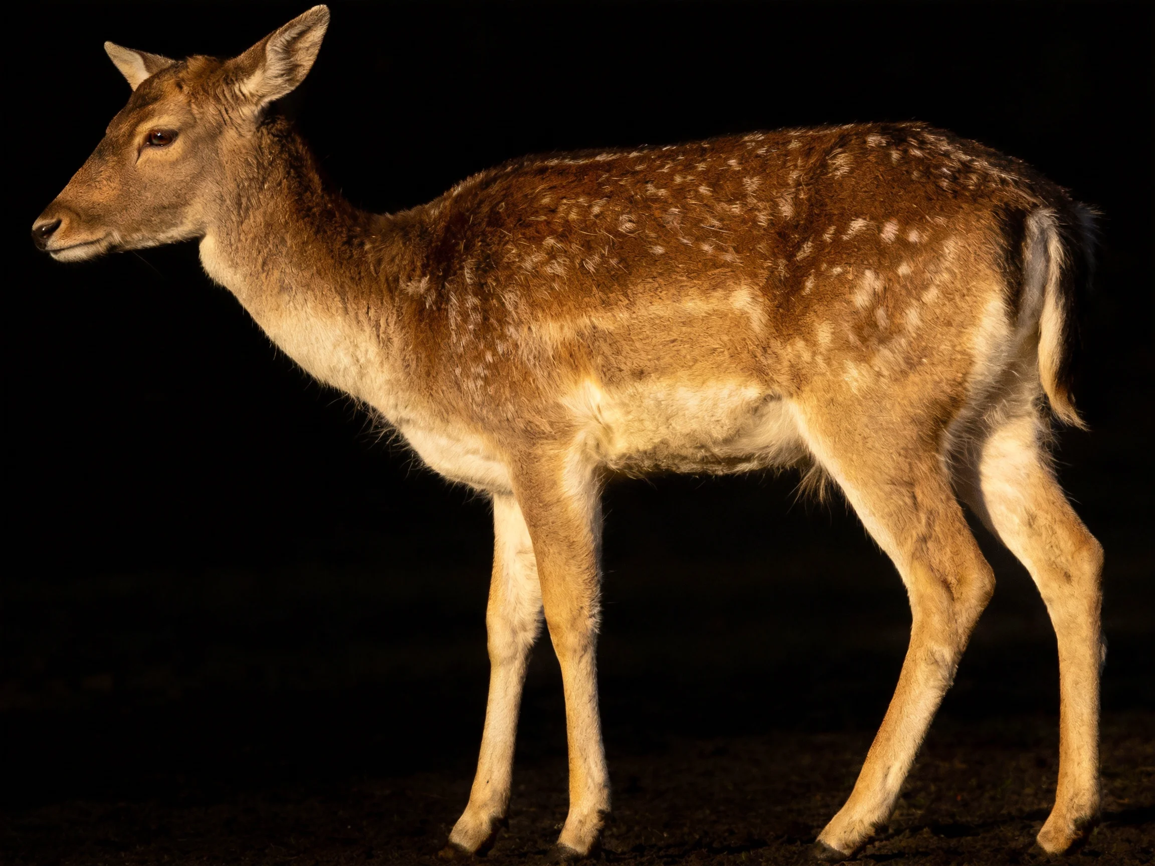 A deer with brown and white markings is highlighted against a black background.