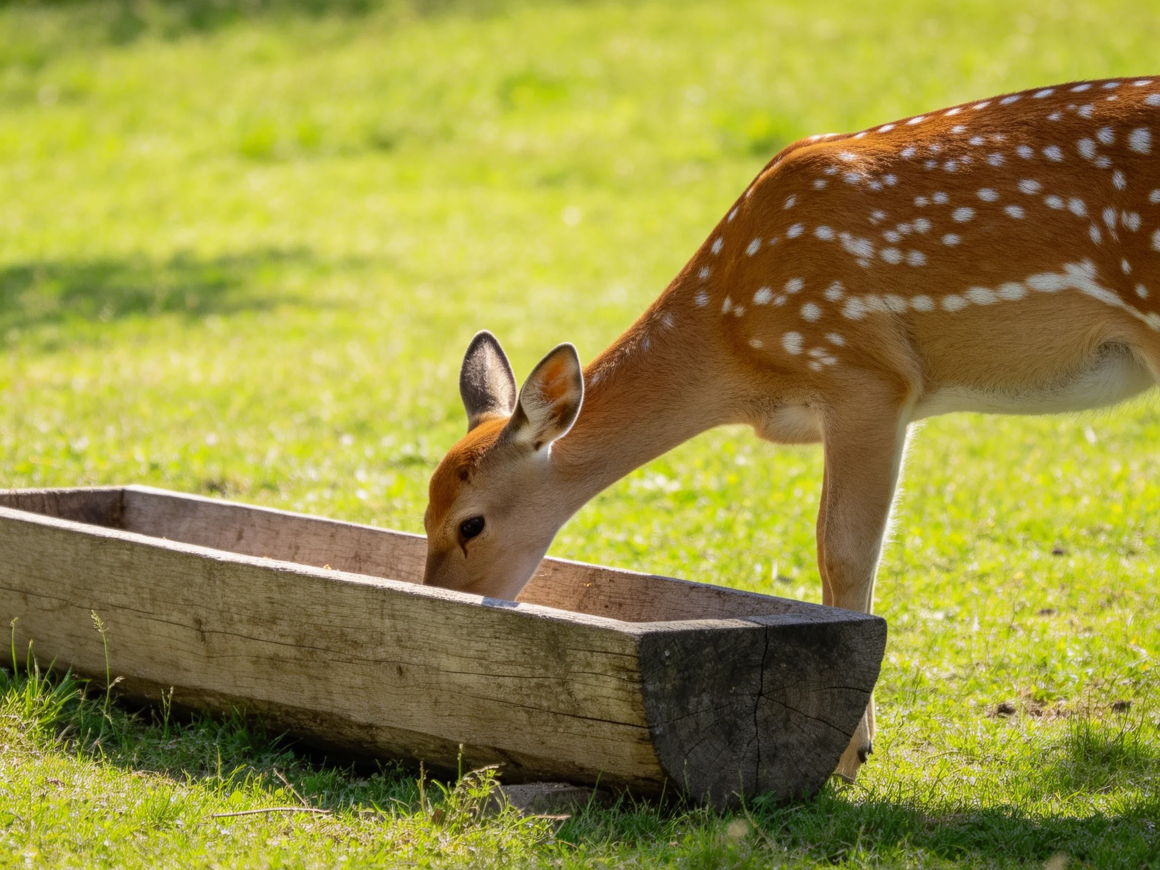 A spotted fawn drinks from a weathered wooden trough in a sunlit meadow