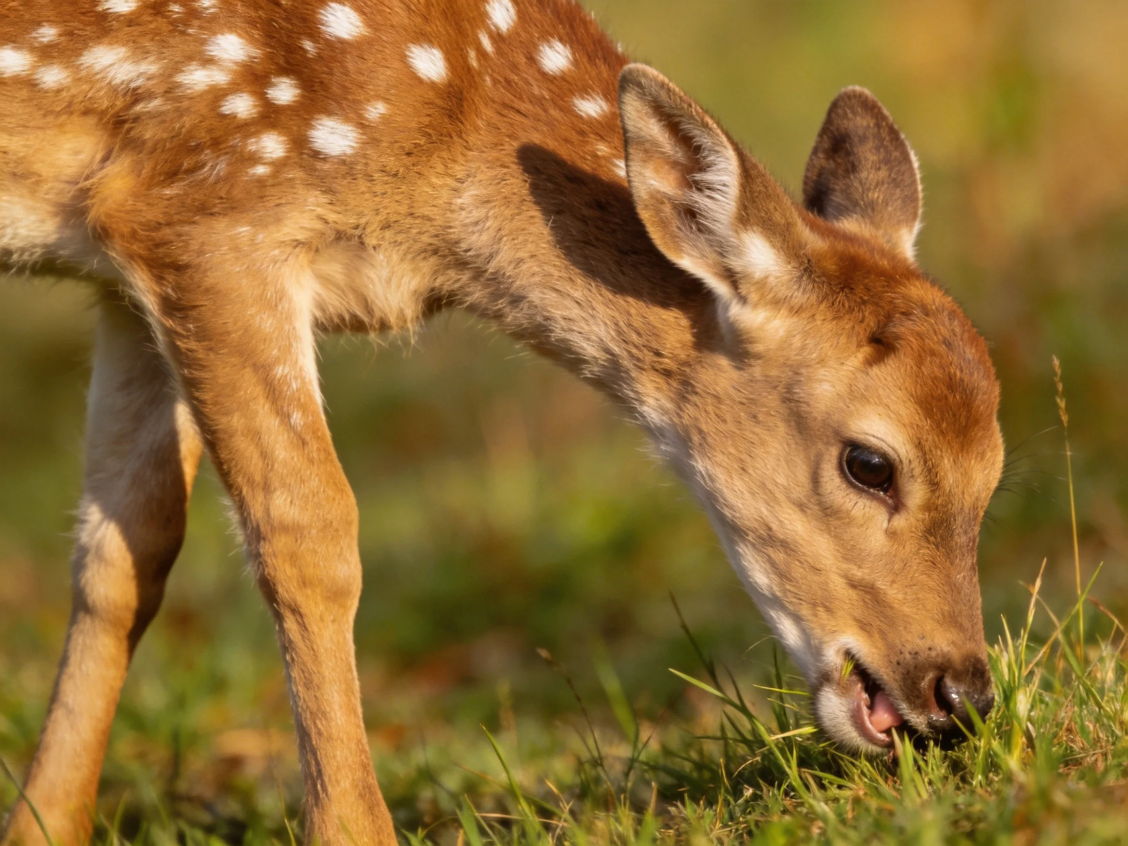 A spotted fawn grazing in a sunlit green meadow