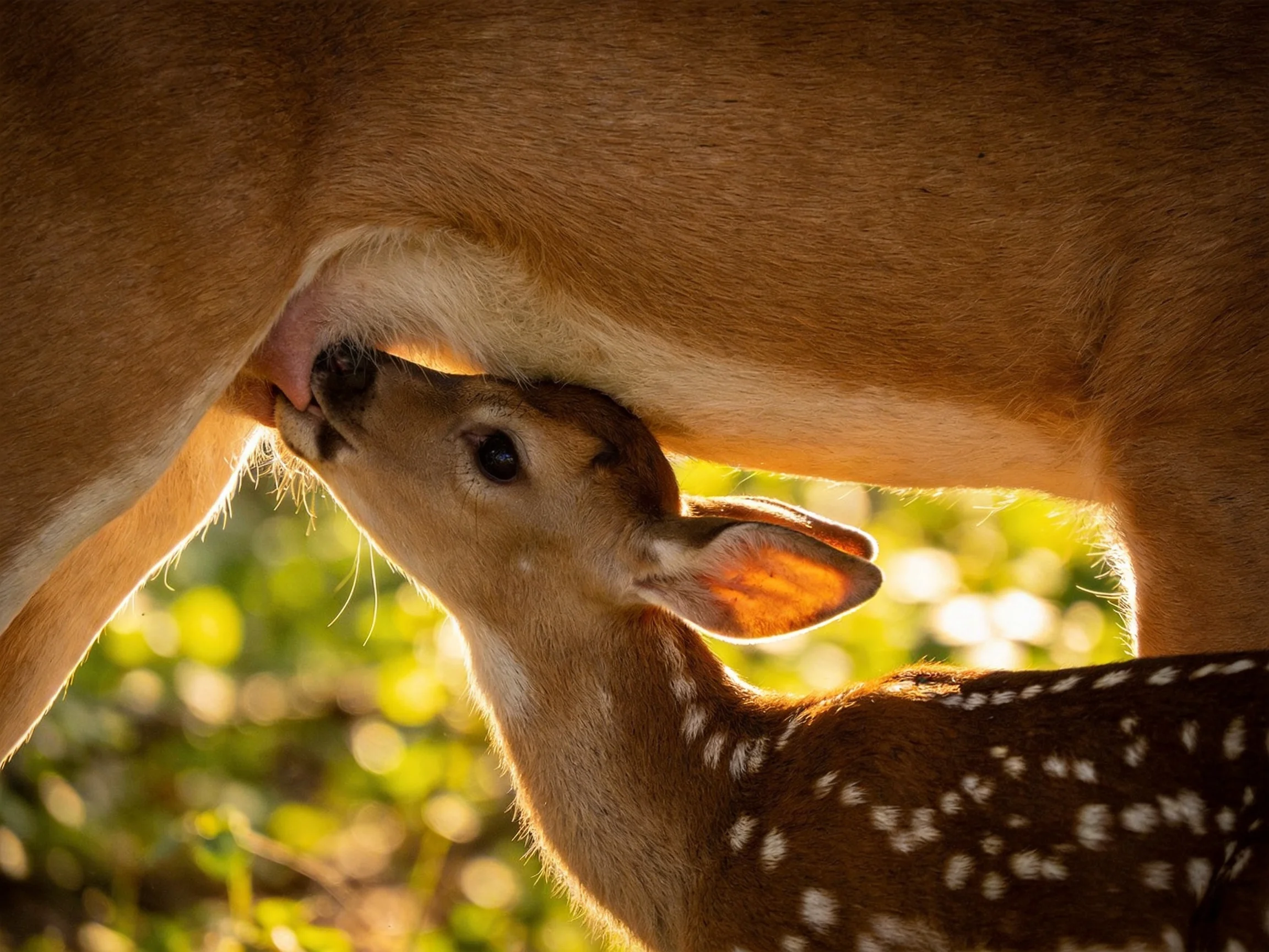 A young spotted fawn nurses from its mother deer in a sunlit setting.