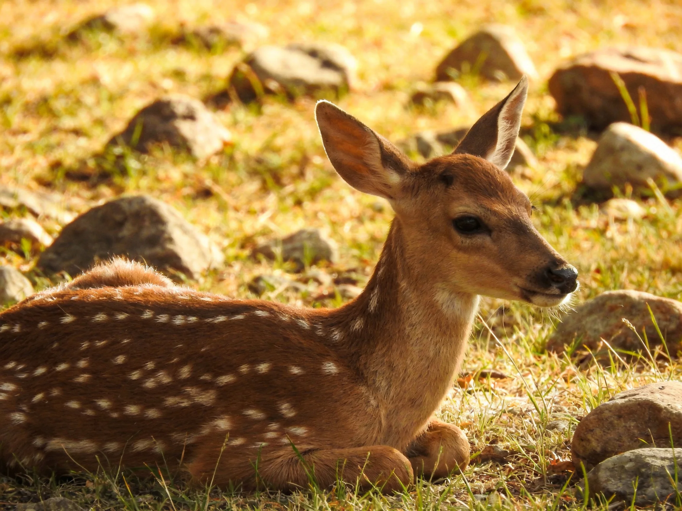 A spotted fawn rests calmly amid rocks and grass in bright daylight.