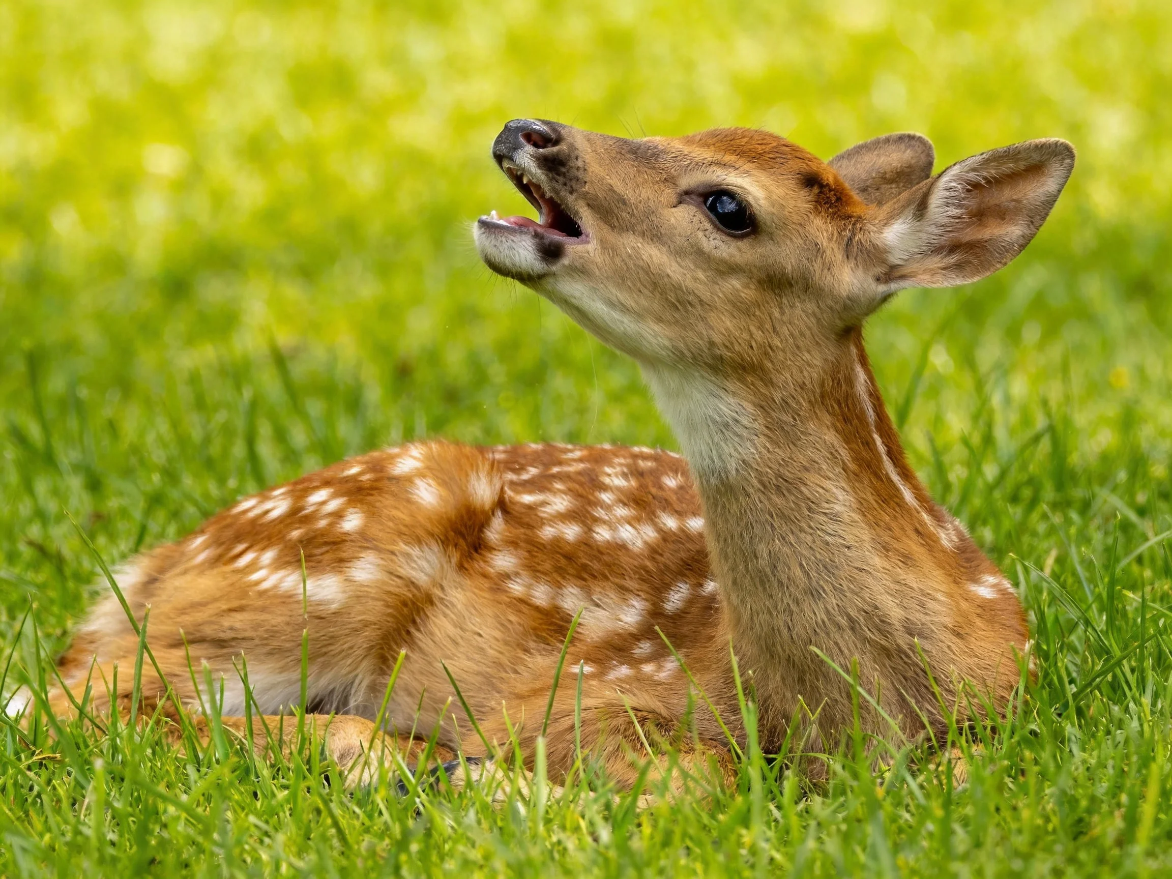 A spotted fawn relaxes in the grass.