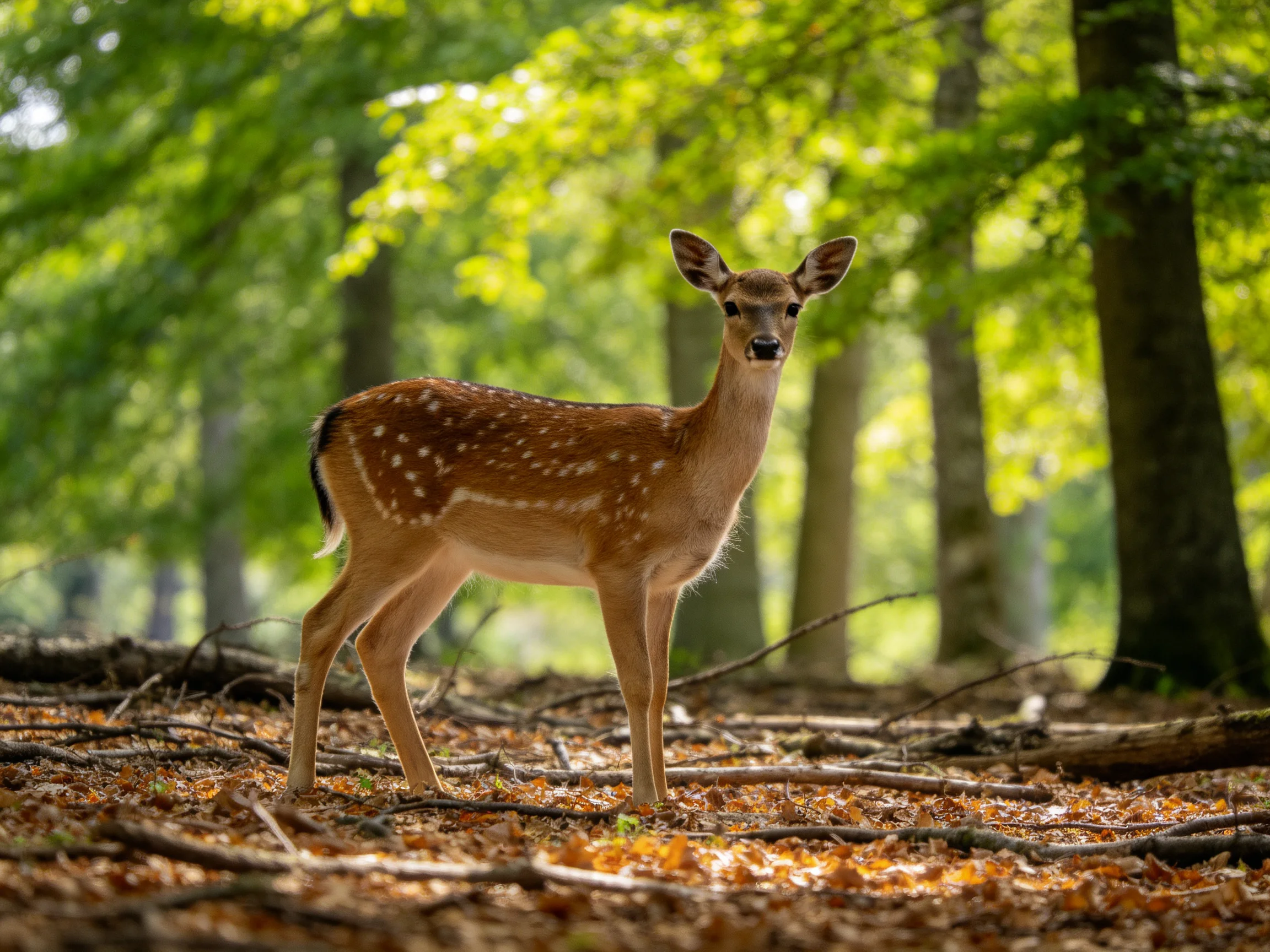 A spotted fawn stands in a sunlit forest with tall trees.