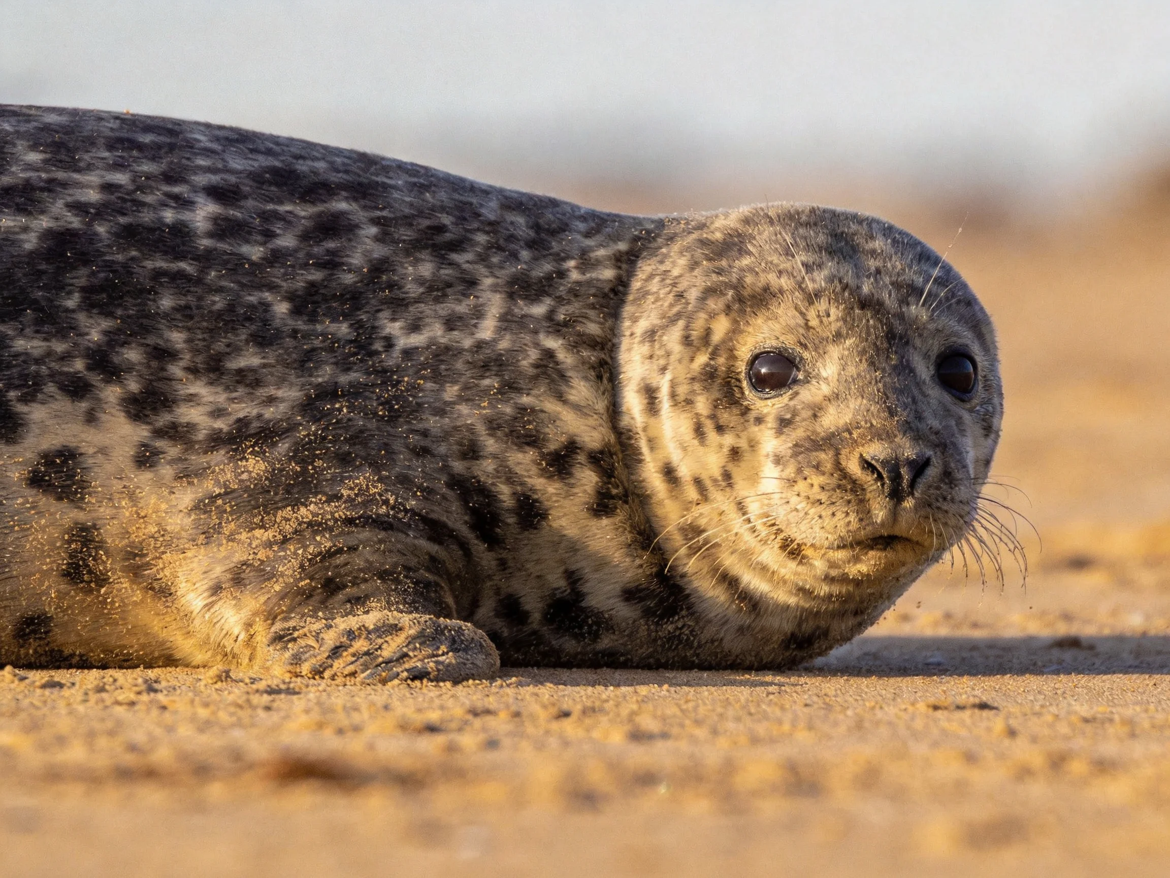 A spotted gray seal pup resting on golden sand