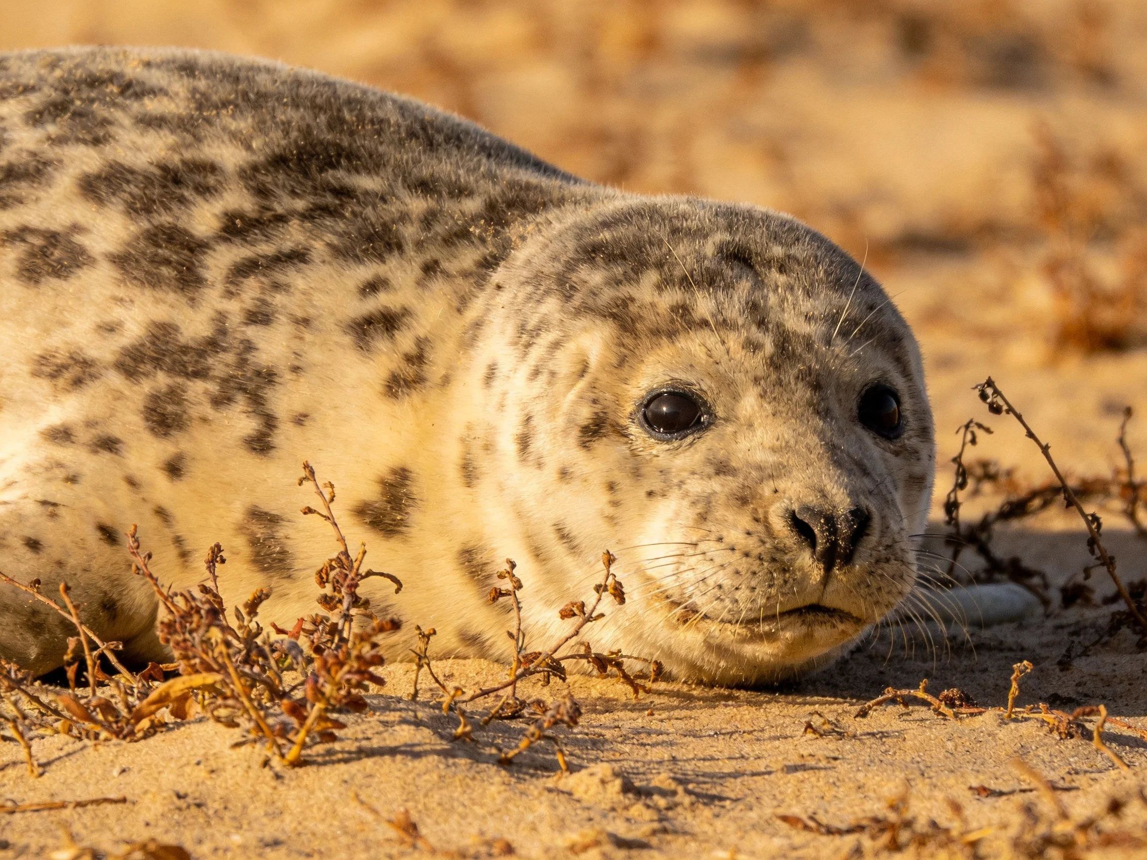 A spotted gray seal rests on sandy ground amid dry vegetation