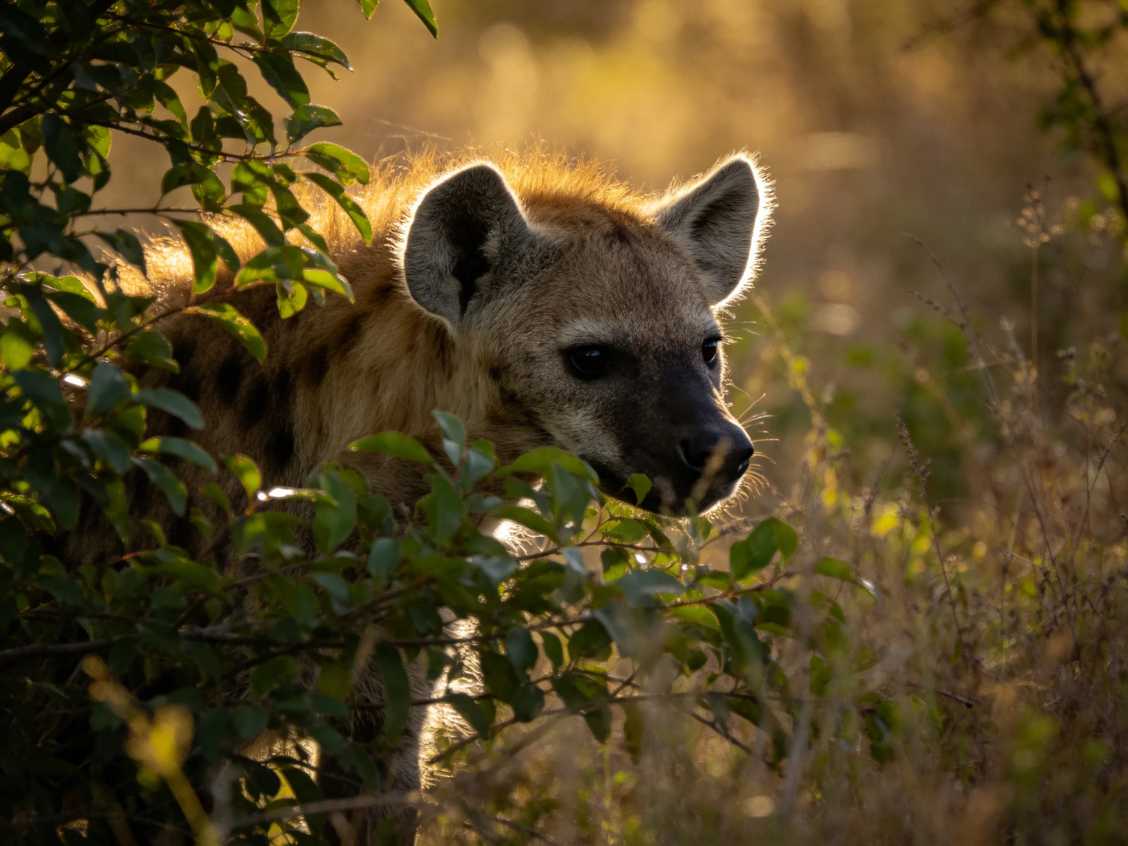 A spotted hyena hides among lush green bushes in golden savannah light