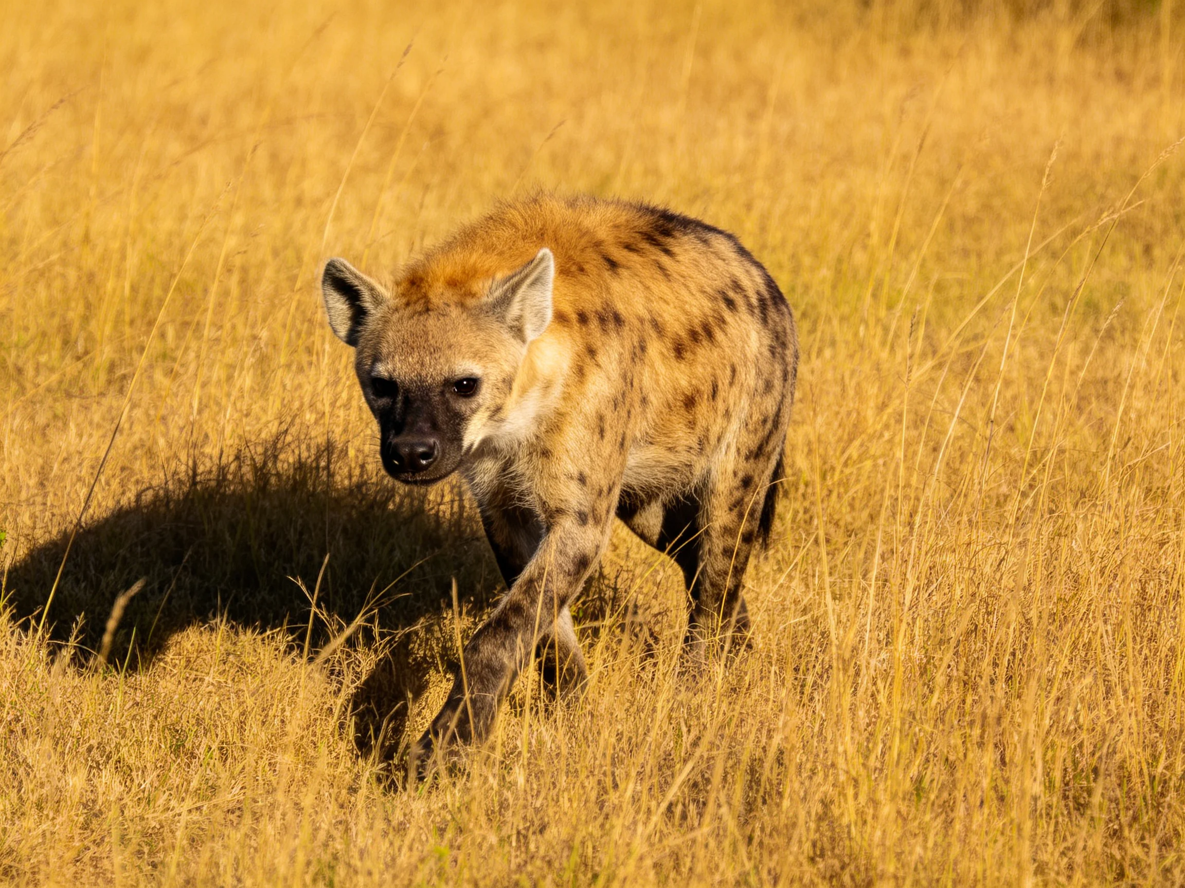 A spotted hyena moving through tall golden savannah grass