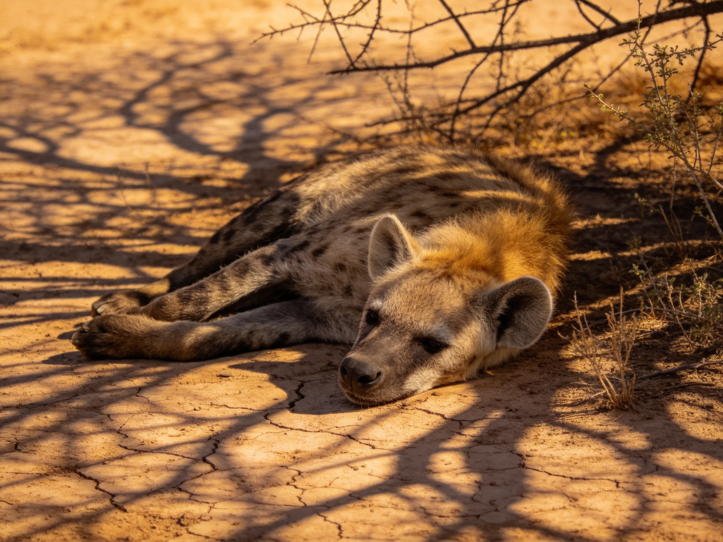A spotted hyena rests on cracked earth under dry branches