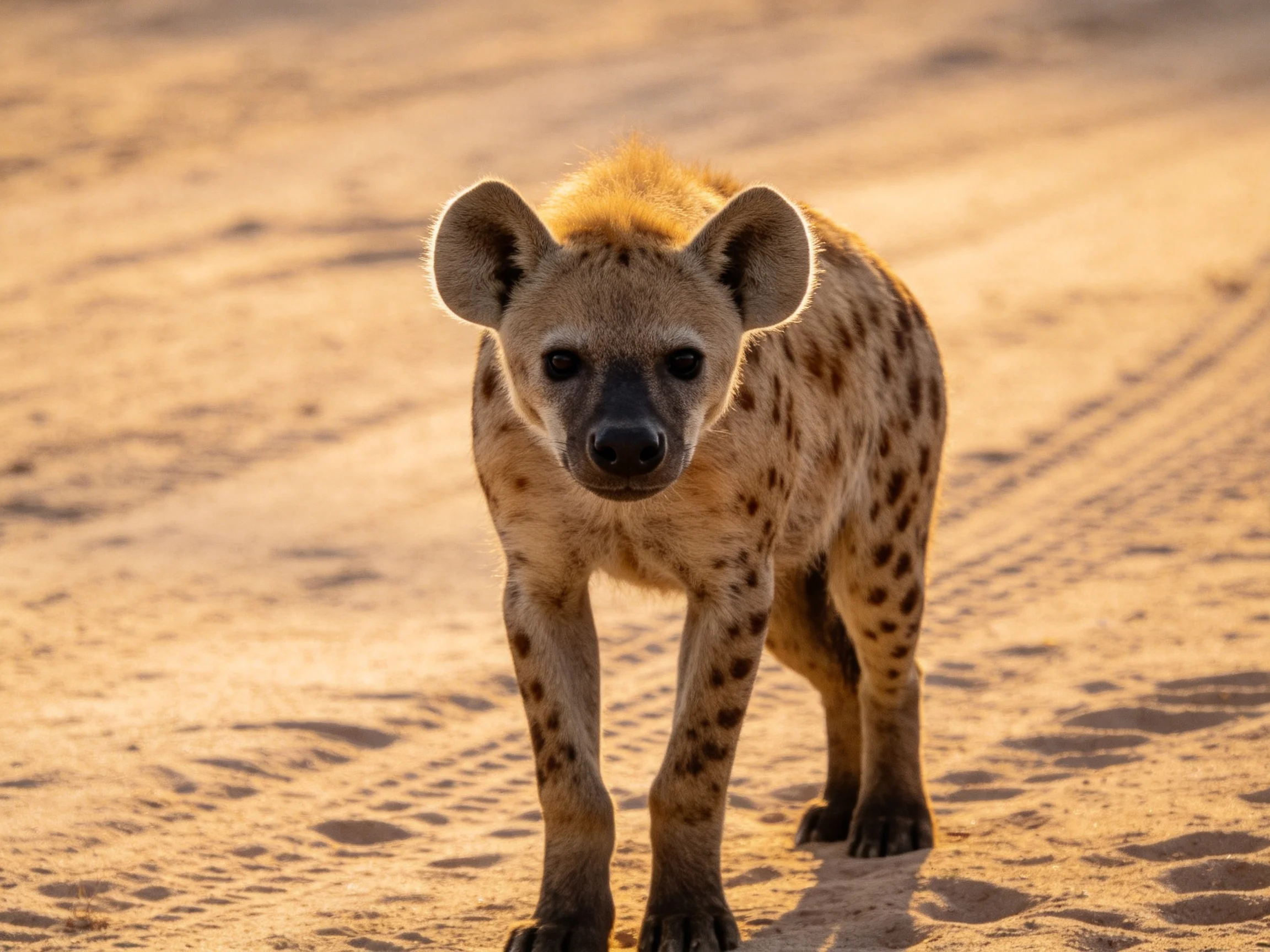 A spotted hyena roams a sun-drenched sandy path