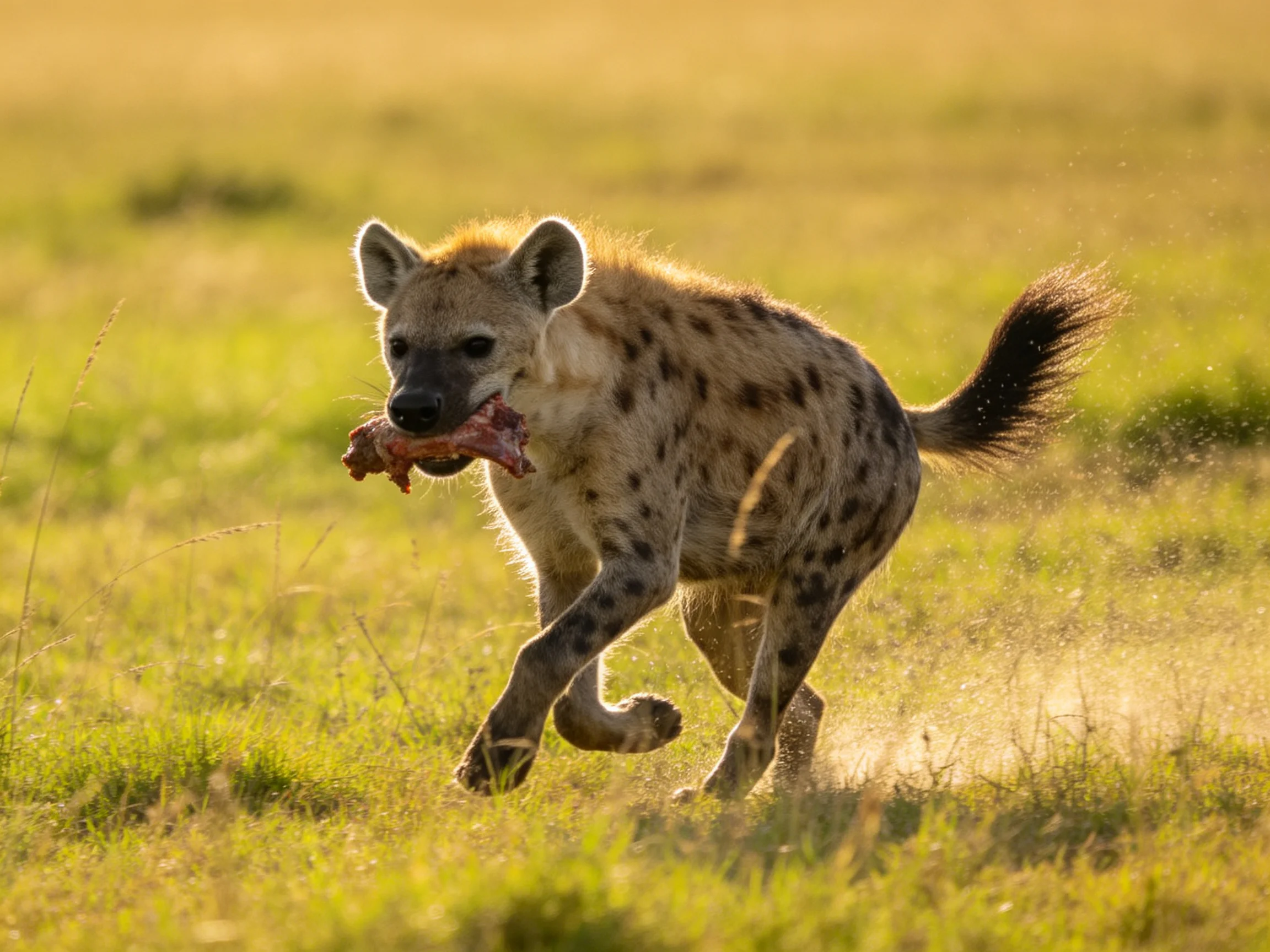 A spotted hyena runs through golden grass carrying a large bone