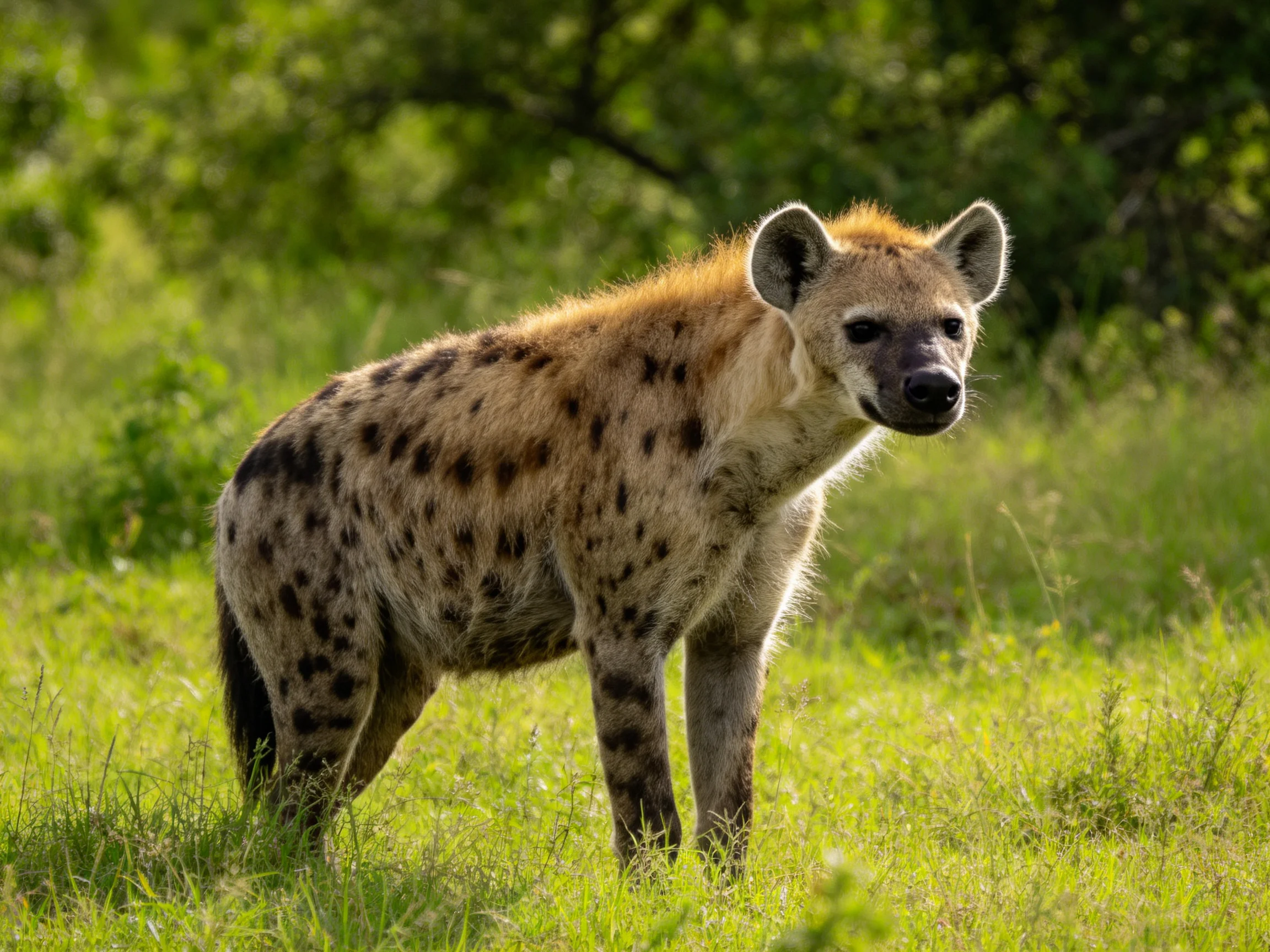 A spotted hyena stands in a sunlit grassy area near leafy trees