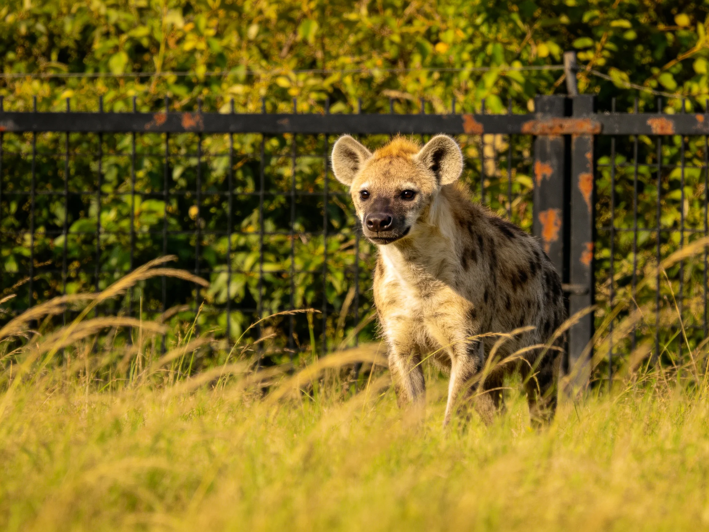 A spotted hyena stands near a black fence among tall golden grass