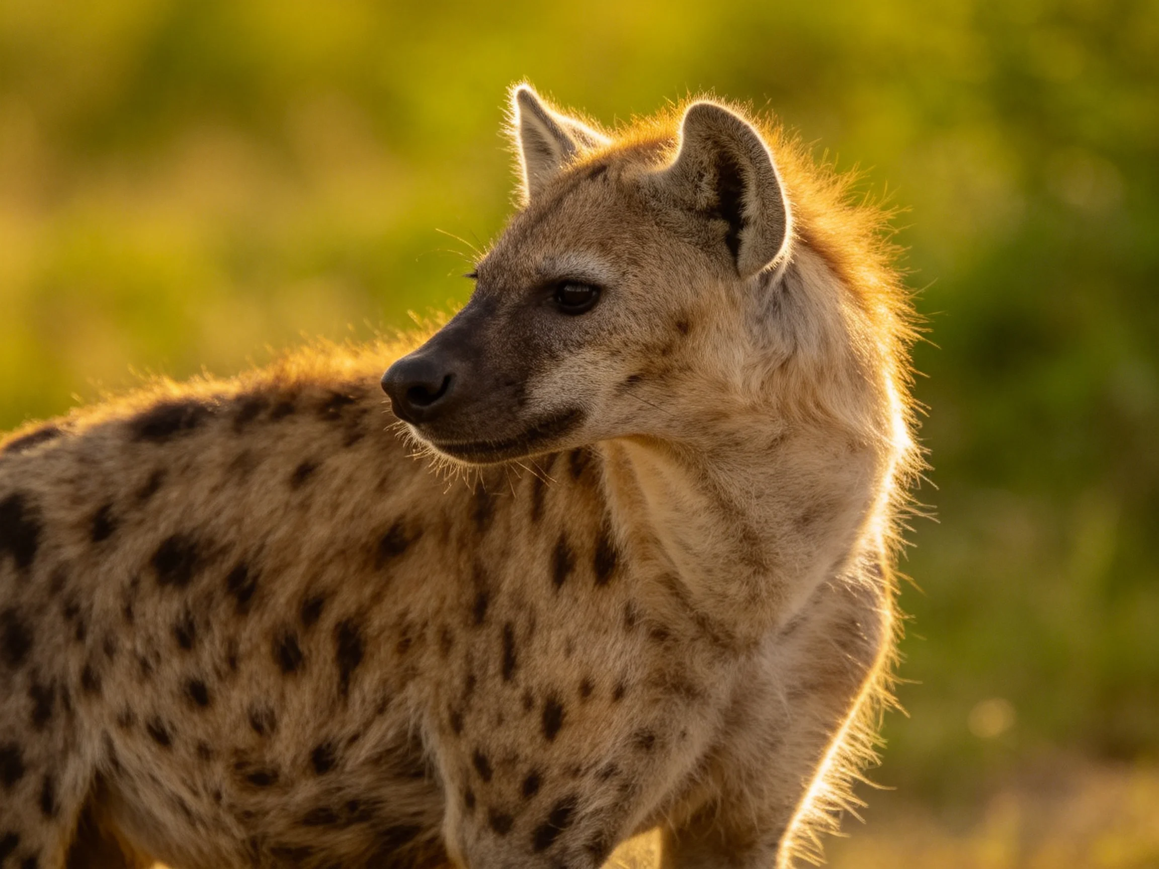 A spotted hyena with earthy spots in golden savannah light