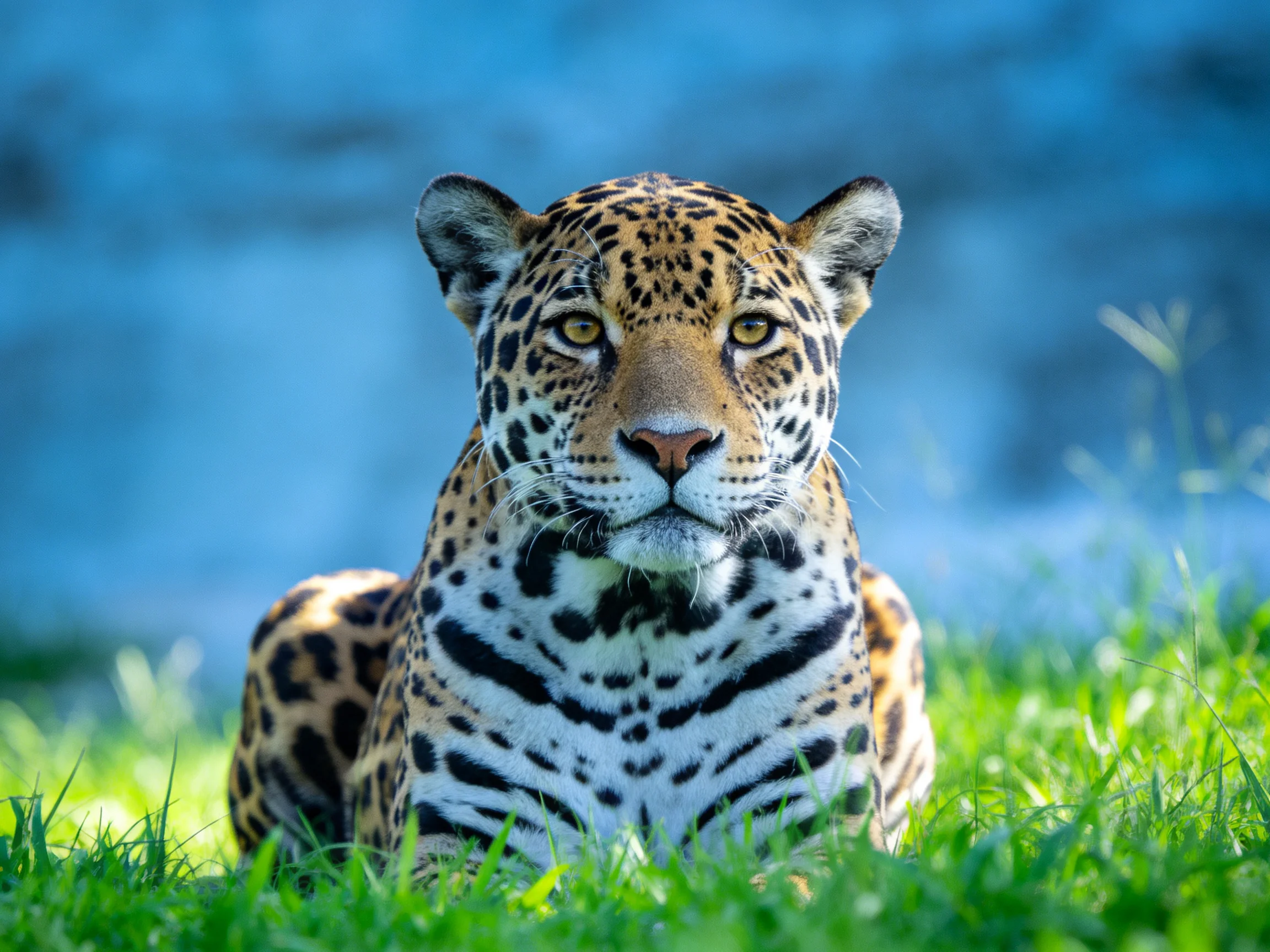 A spotted jaguar lounges in lush green grass with a blue background