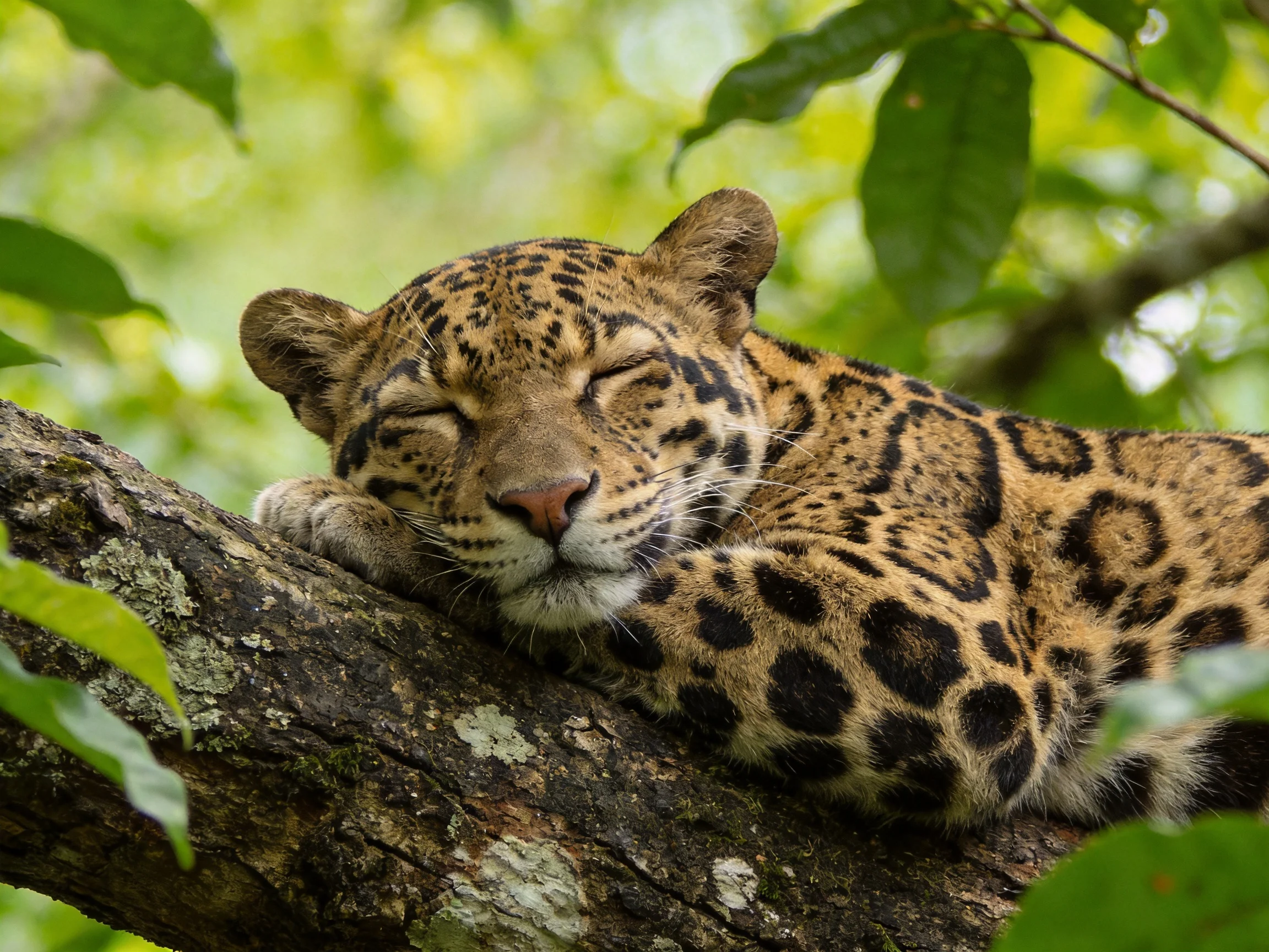 A spotted leopard naps on a tree branch surrounded by lush greenery.