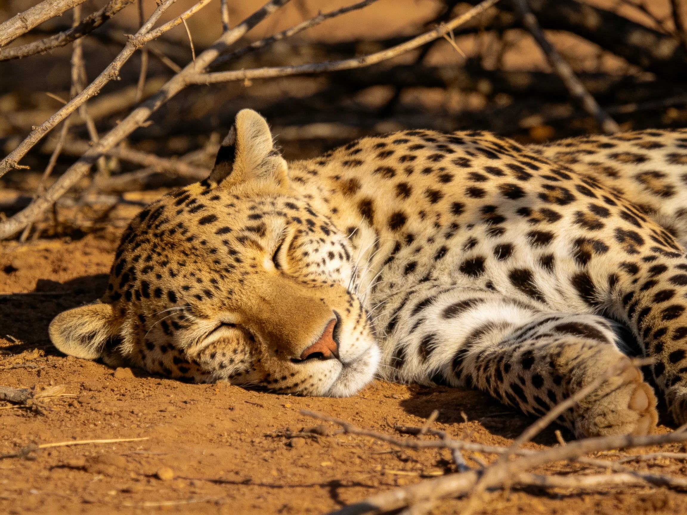 A spotted leopard sleeps on reddish earth surrounded by dry branches.