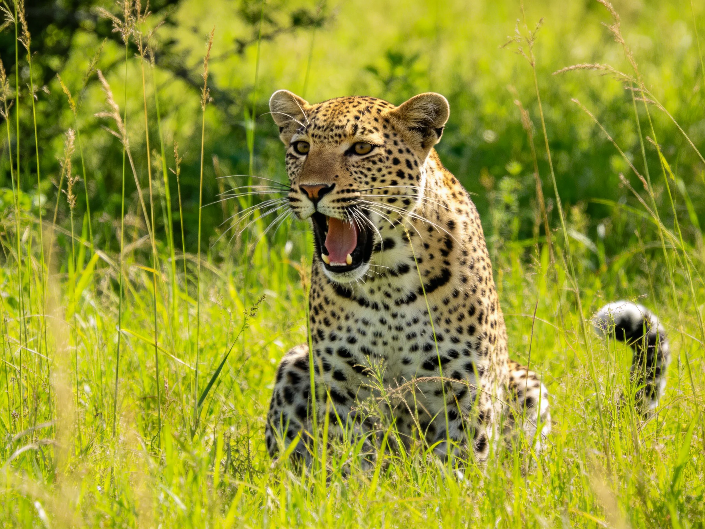 A spotted leopard sits amid tall green grass in bright sunlight