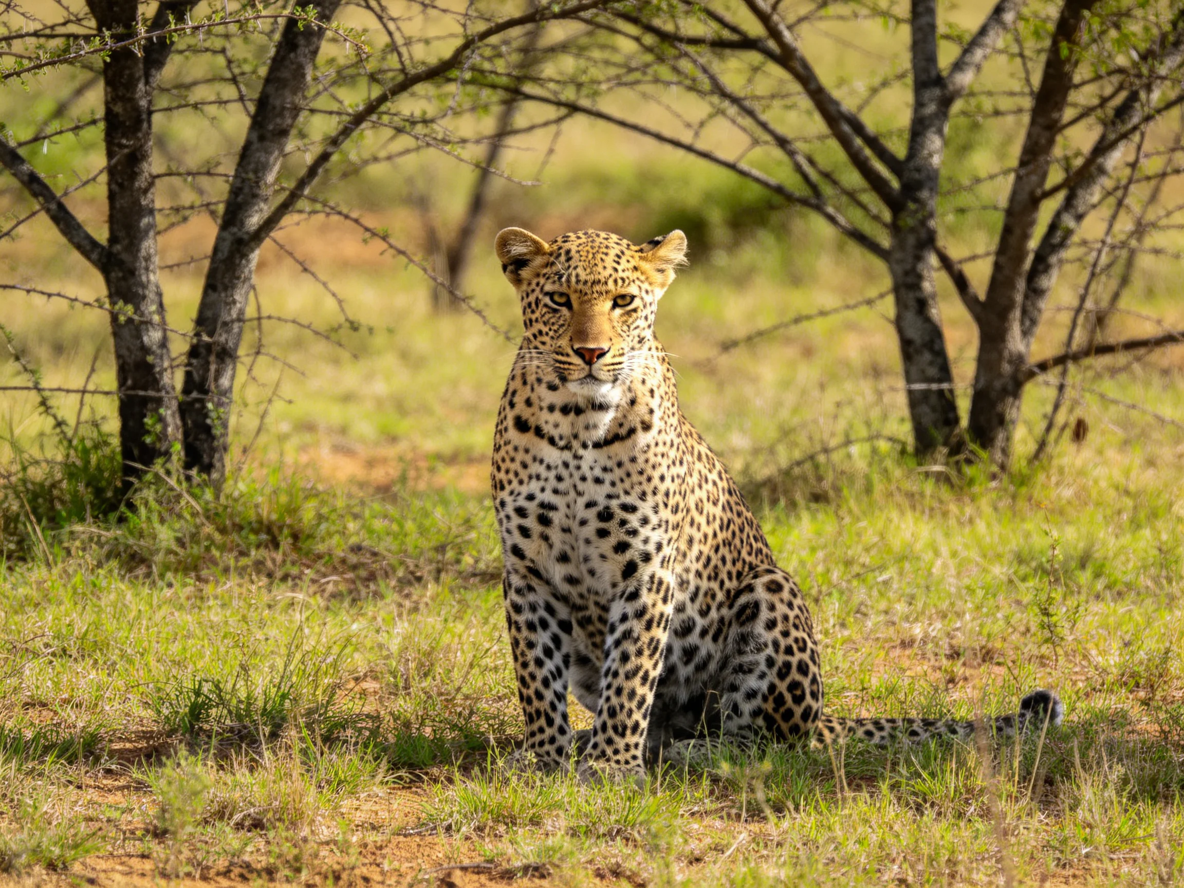 A spotted leopard sits near sparse trees on sunlit savannah grass.