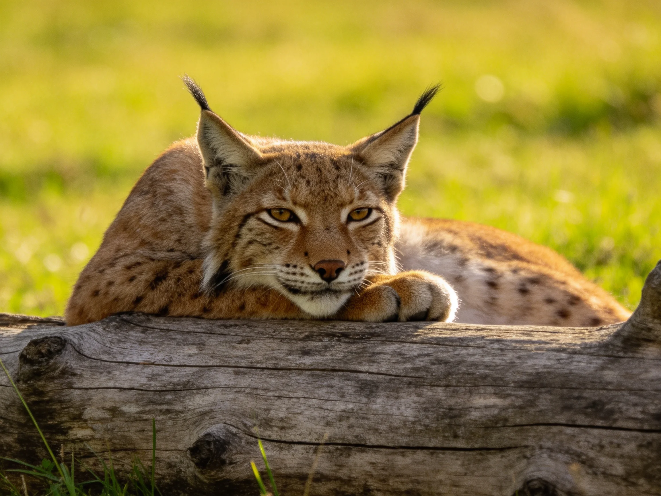 A spotted lynx rests atop a weathered log in golden grass