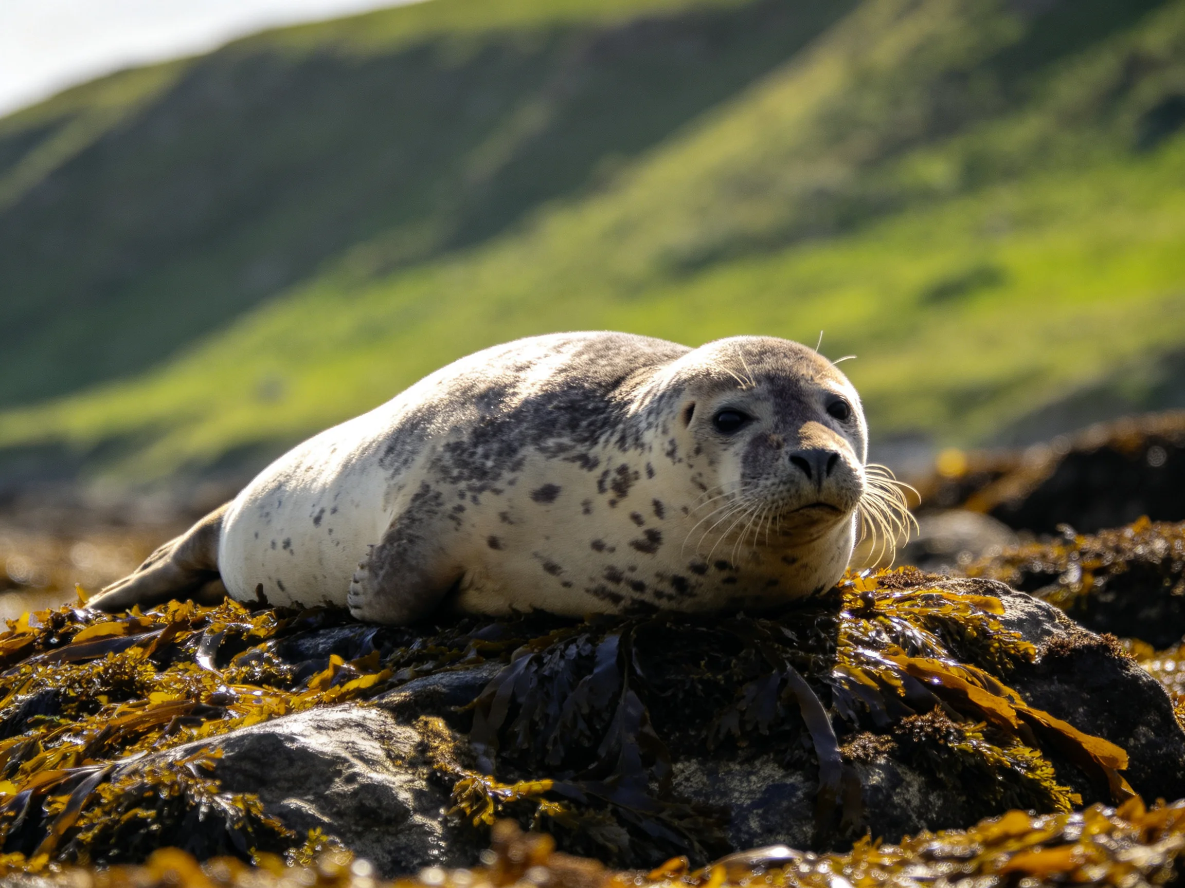 A spotted seal rests on seaweed-covered rocks near lush green hills