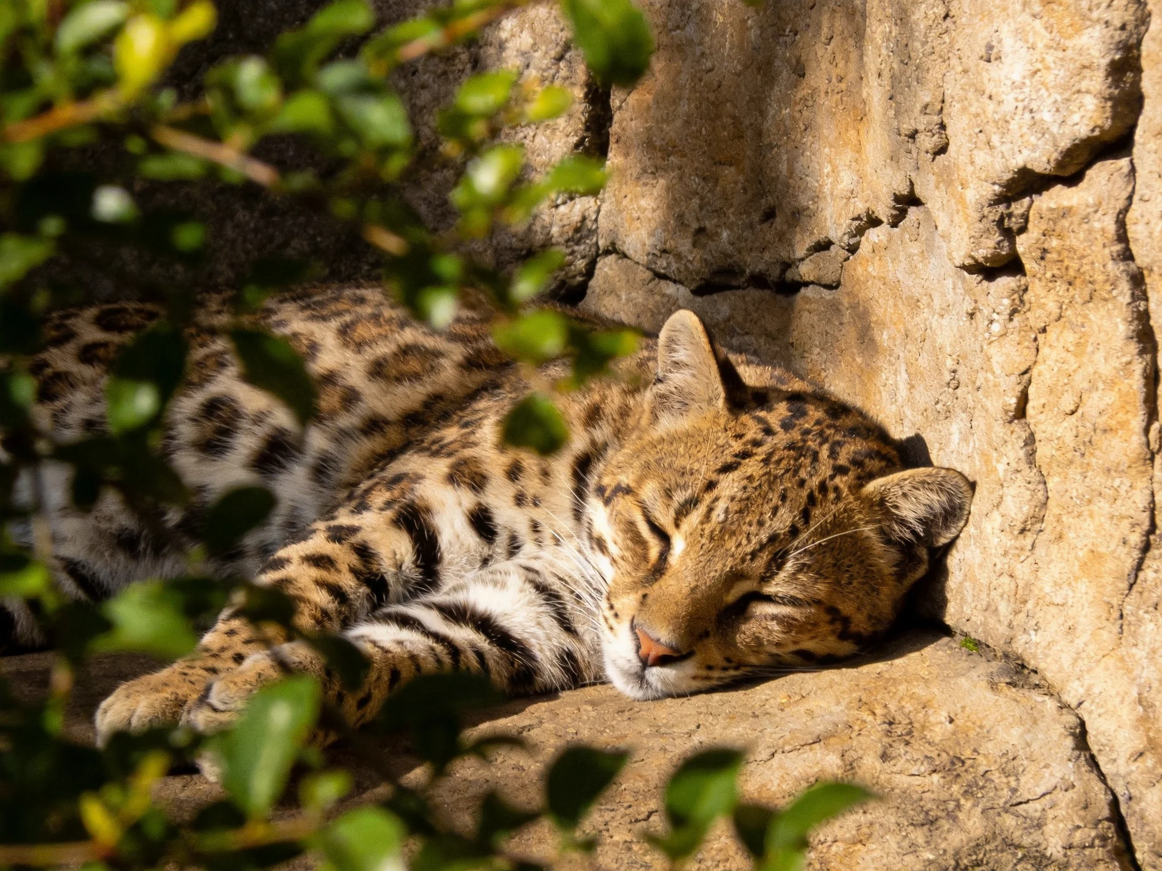 A spotted wildcat rests peacefully on sun-warmed rocks surrounded by greenery.
