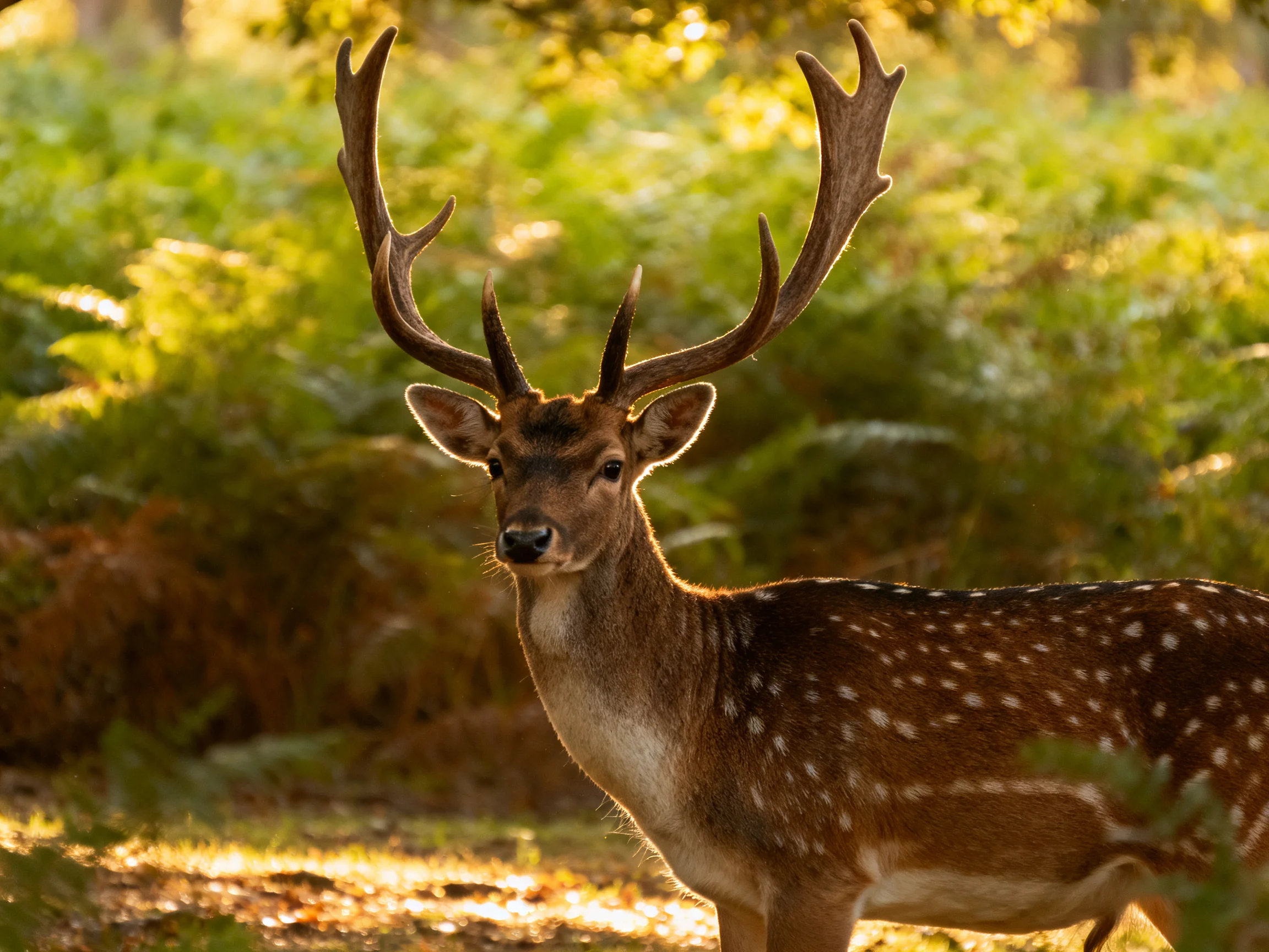 A deer with large antlers stands in a sunlit forest.