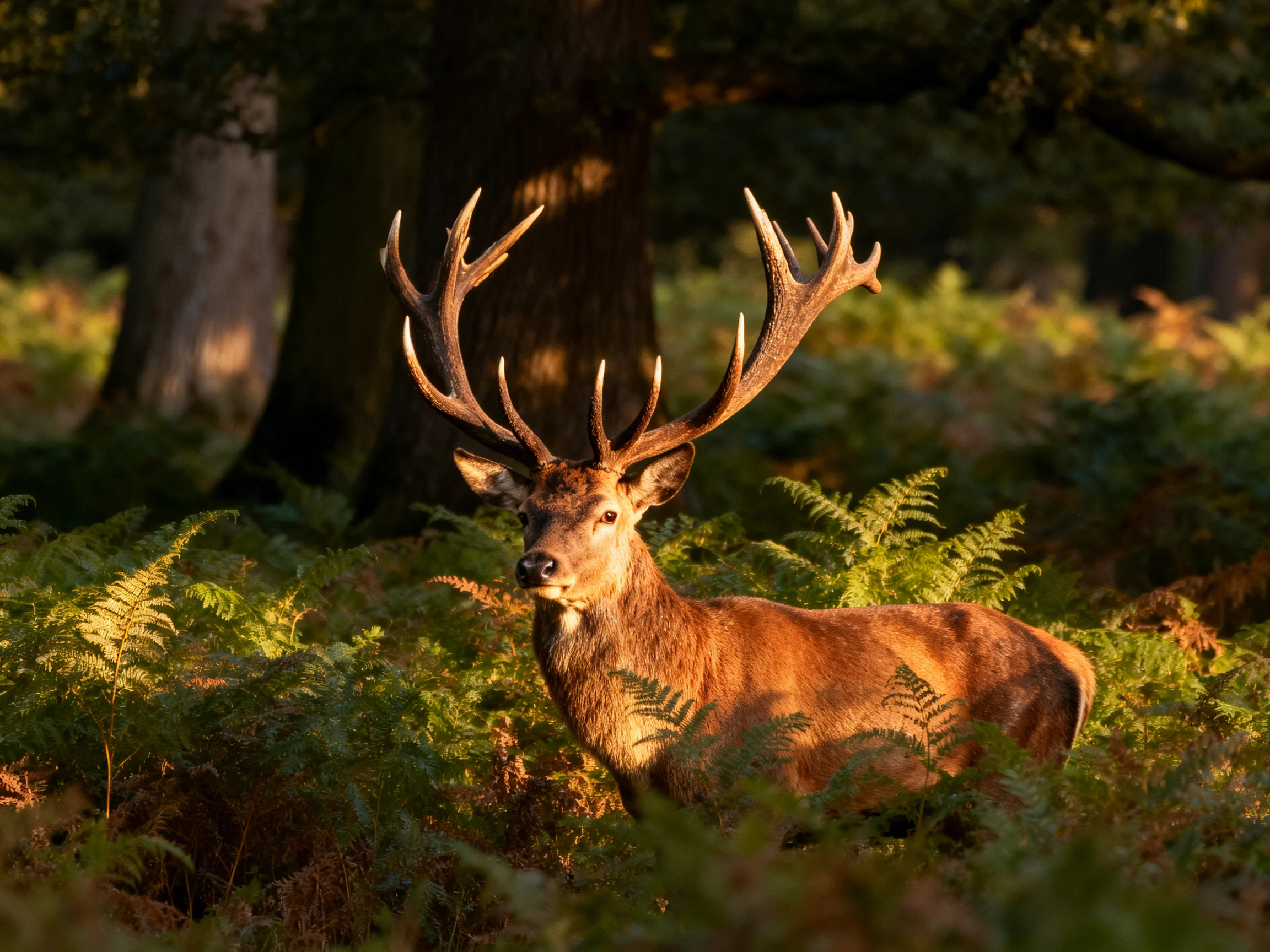 A stag with large antlers in a sunlit forest