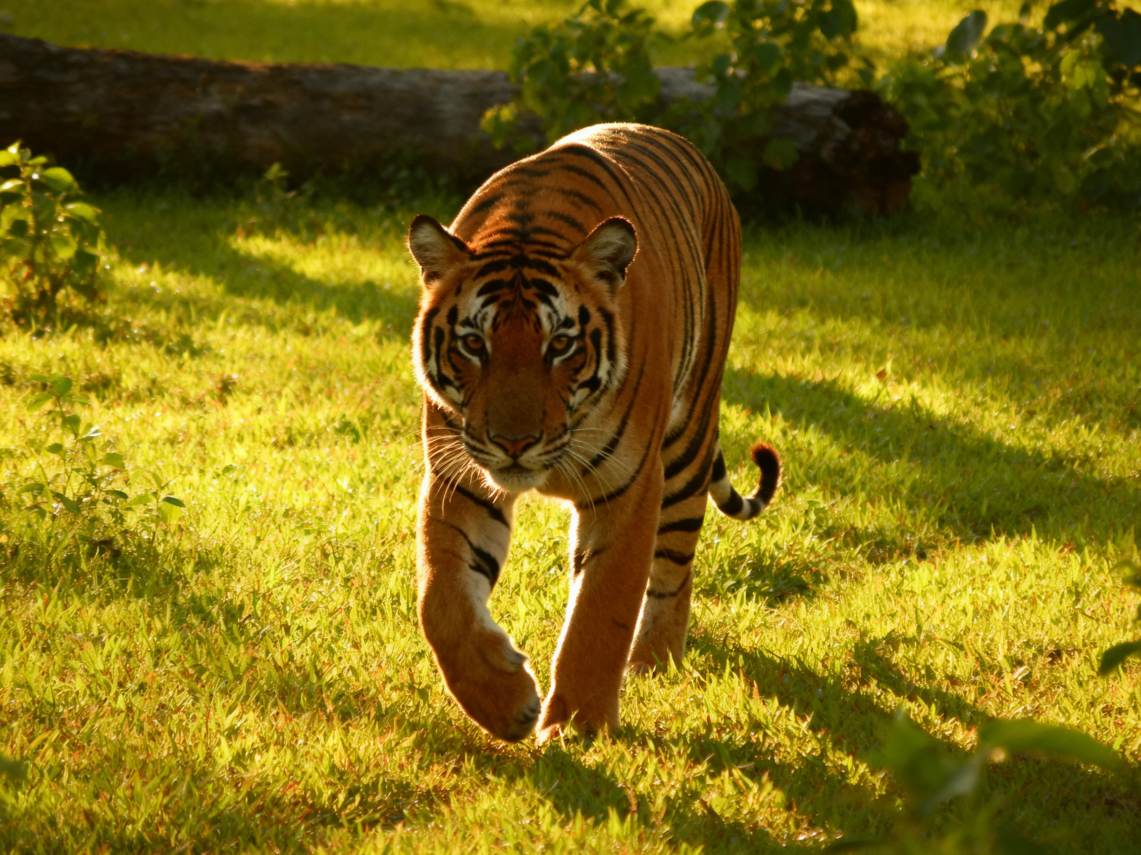 A tiger with orange fur moves through a sunlit grassy area.