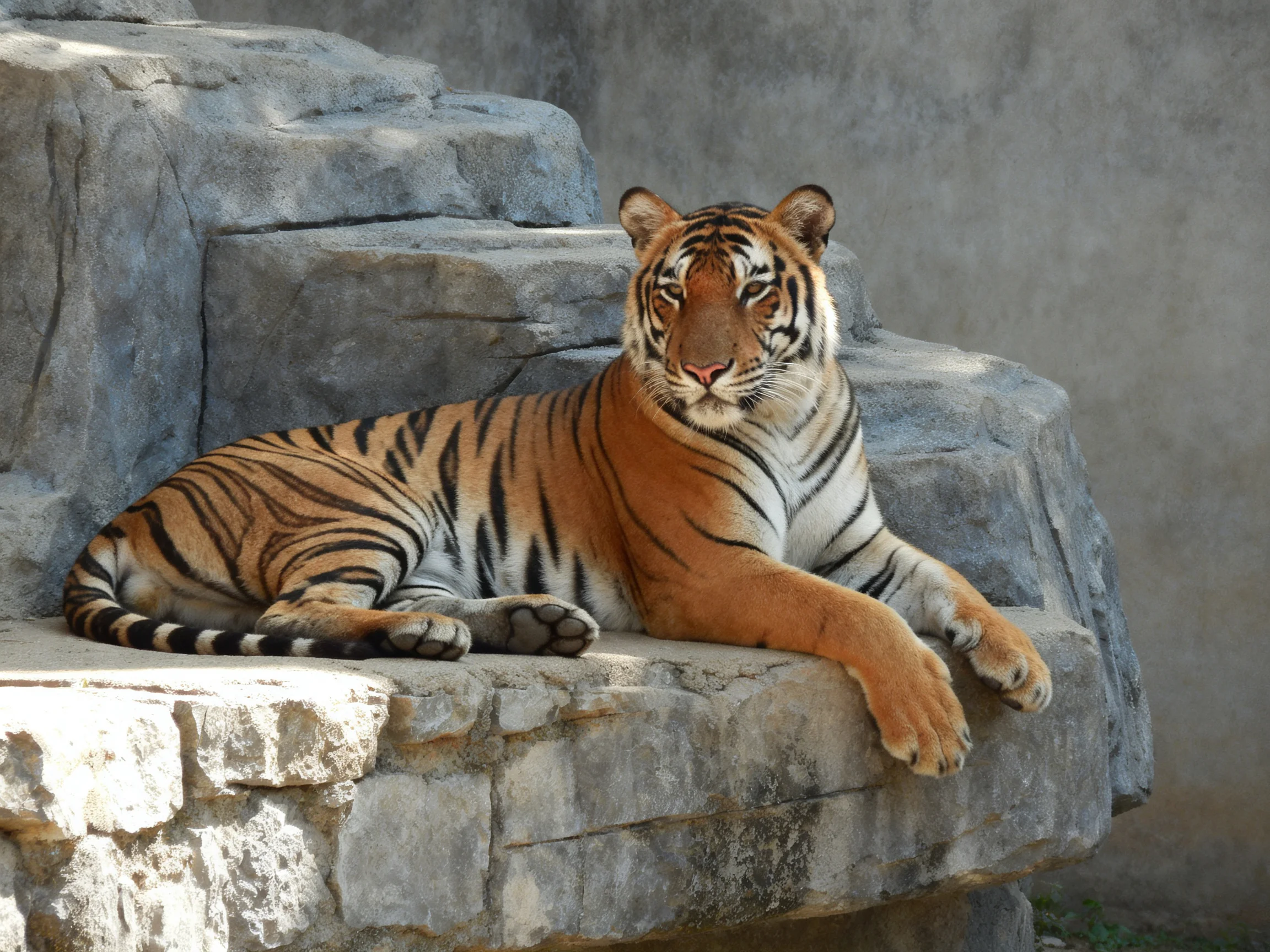 An orange tiger with black stripes relaxes on rocky formations.