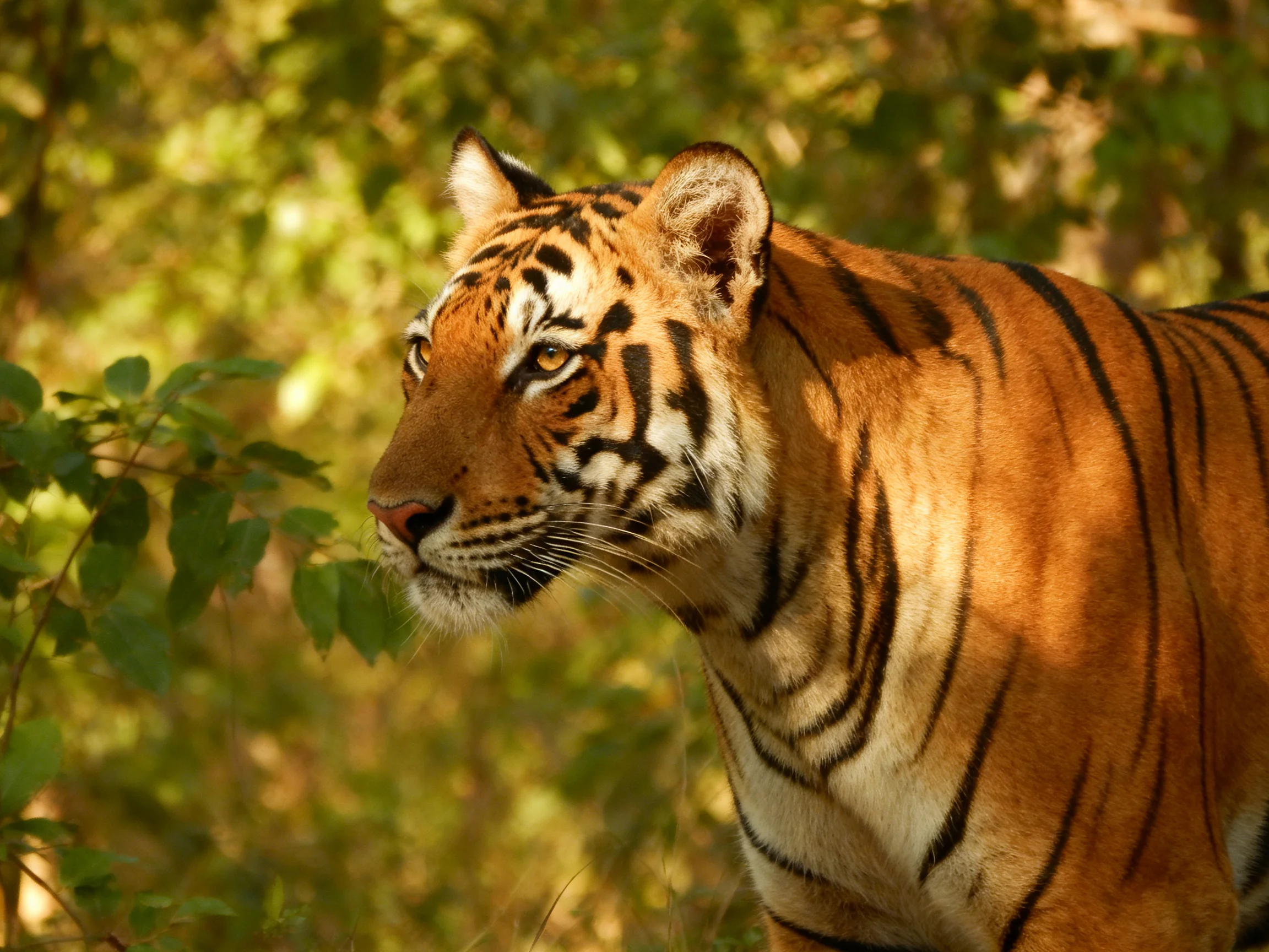 A striking orange tiger with bold black stripes in a sunlit forest
