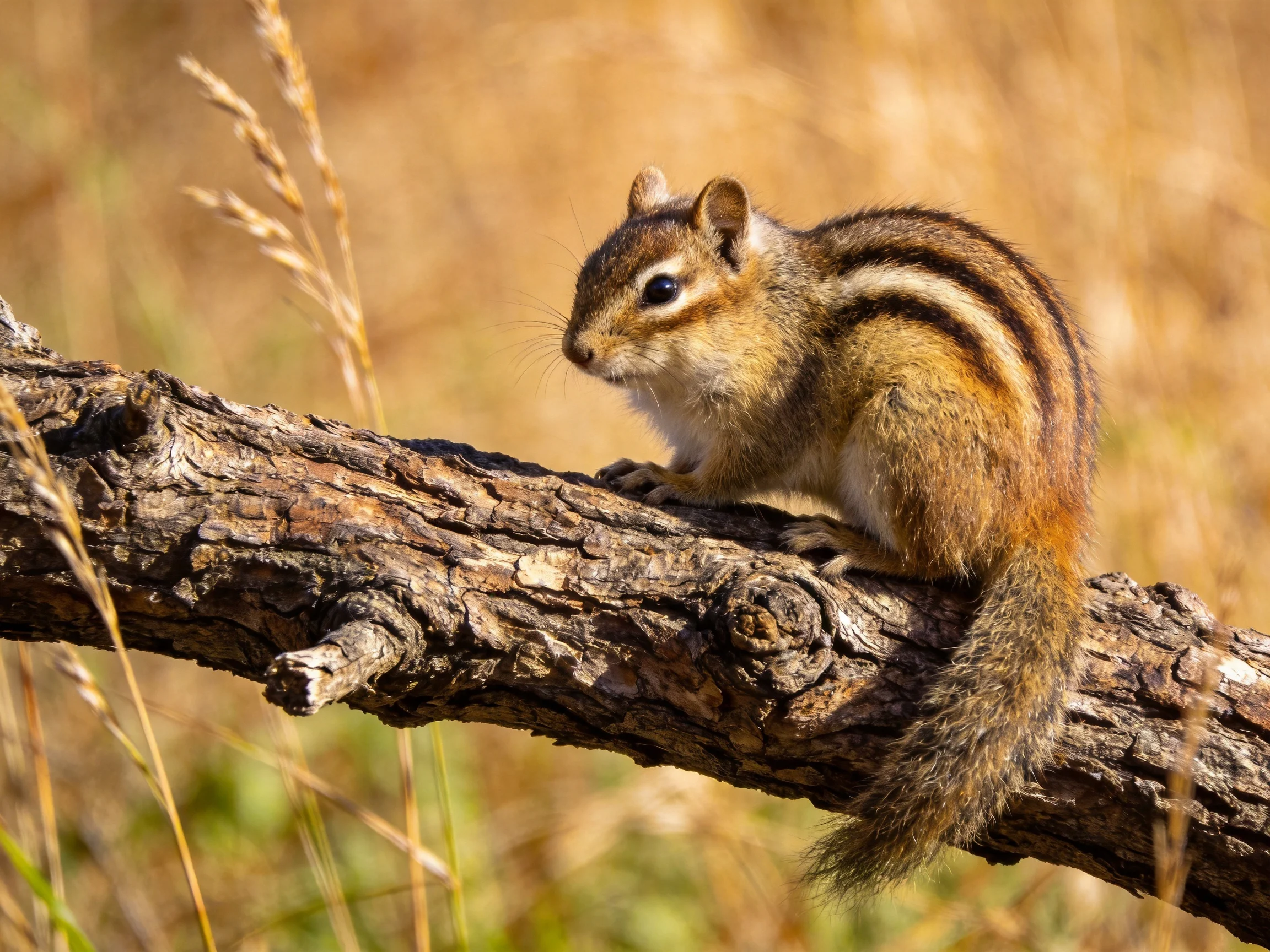 A striped chipmunk perches on a gnarled tree branch in golden grass